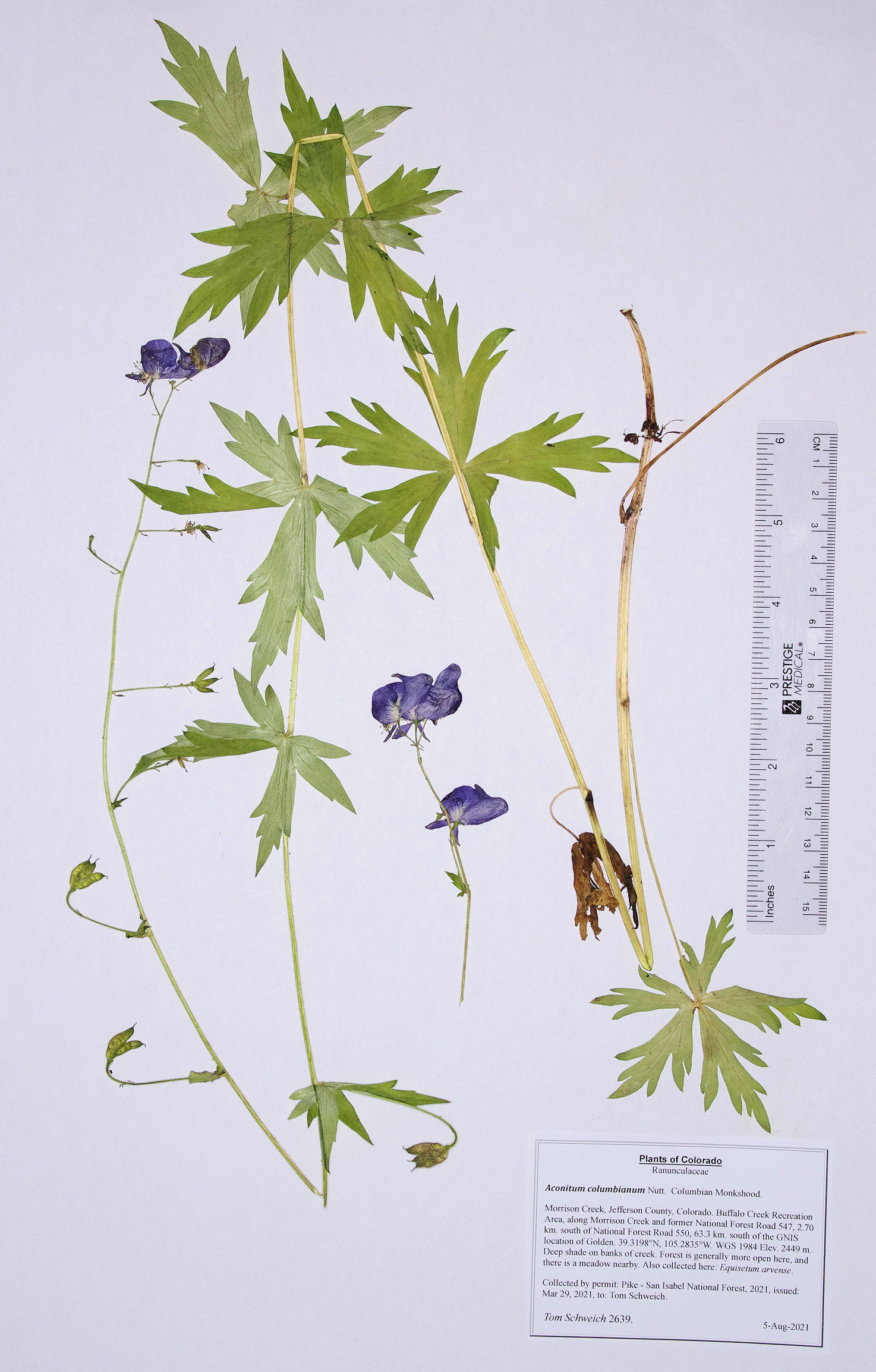 Ranunculaceae Aconitum columbianum