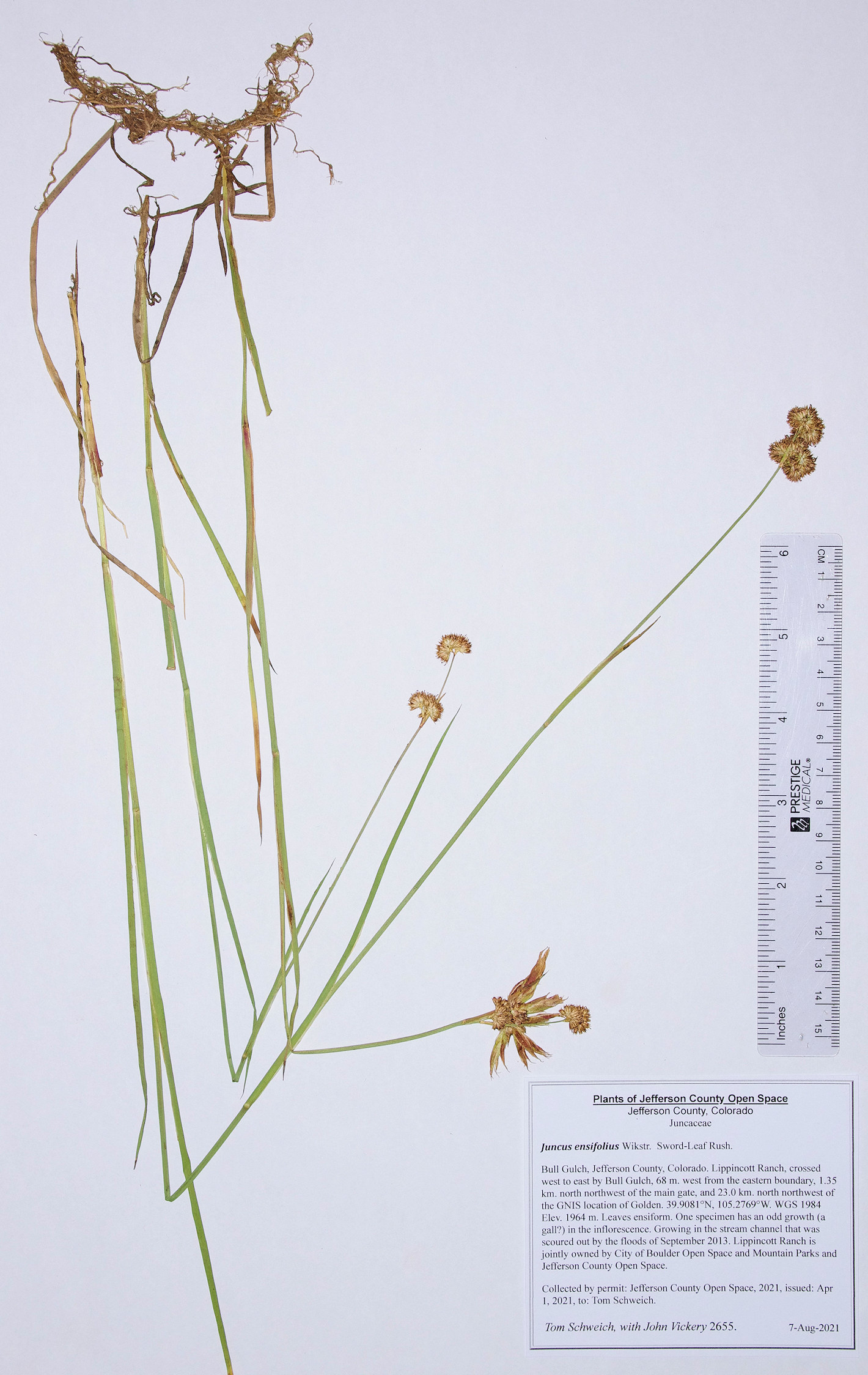 Juncaceae Juncus ensifolius