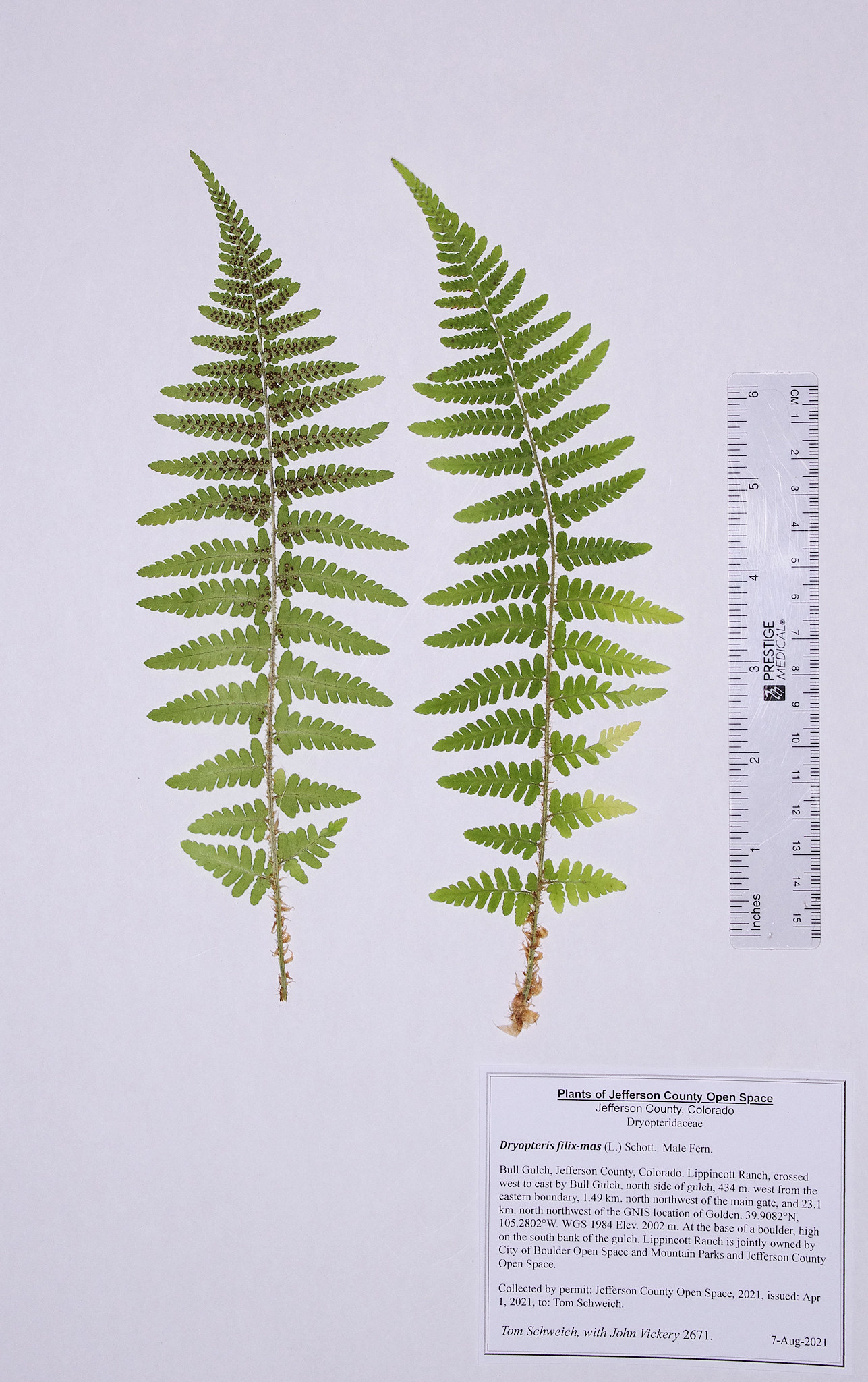 Dryopteridaceae Dryopteris filix-mas