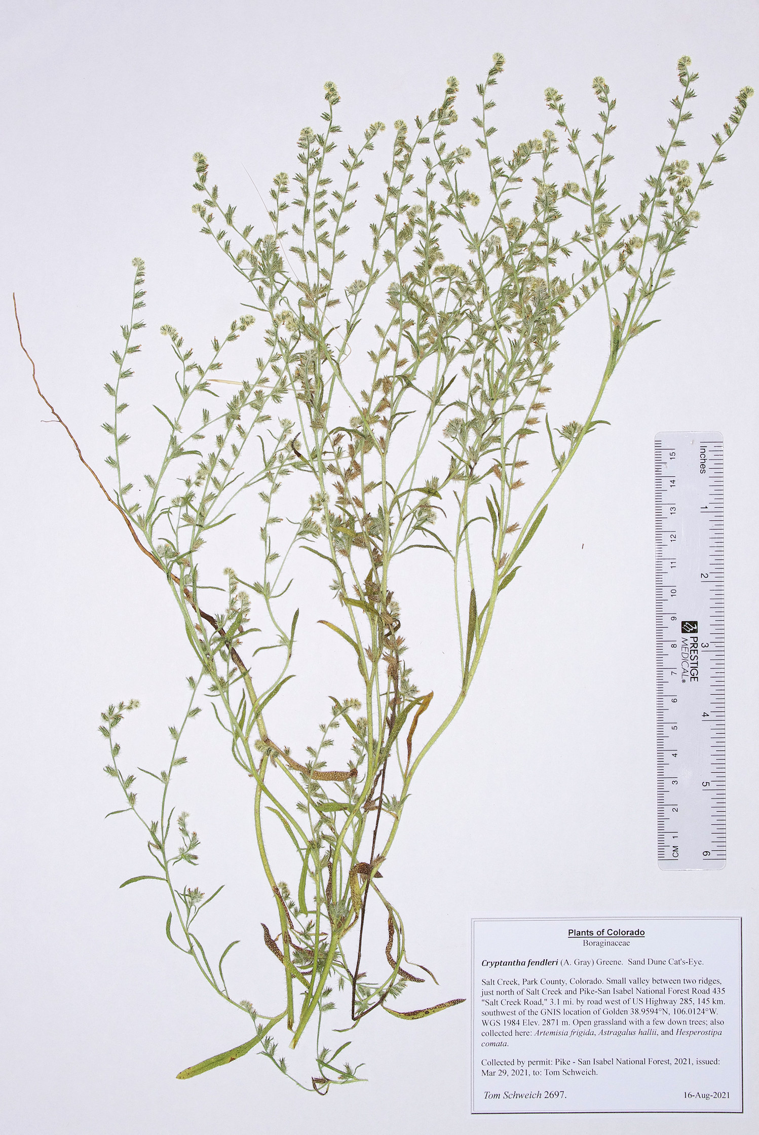 Boraginaceae Cryptantha fendleri