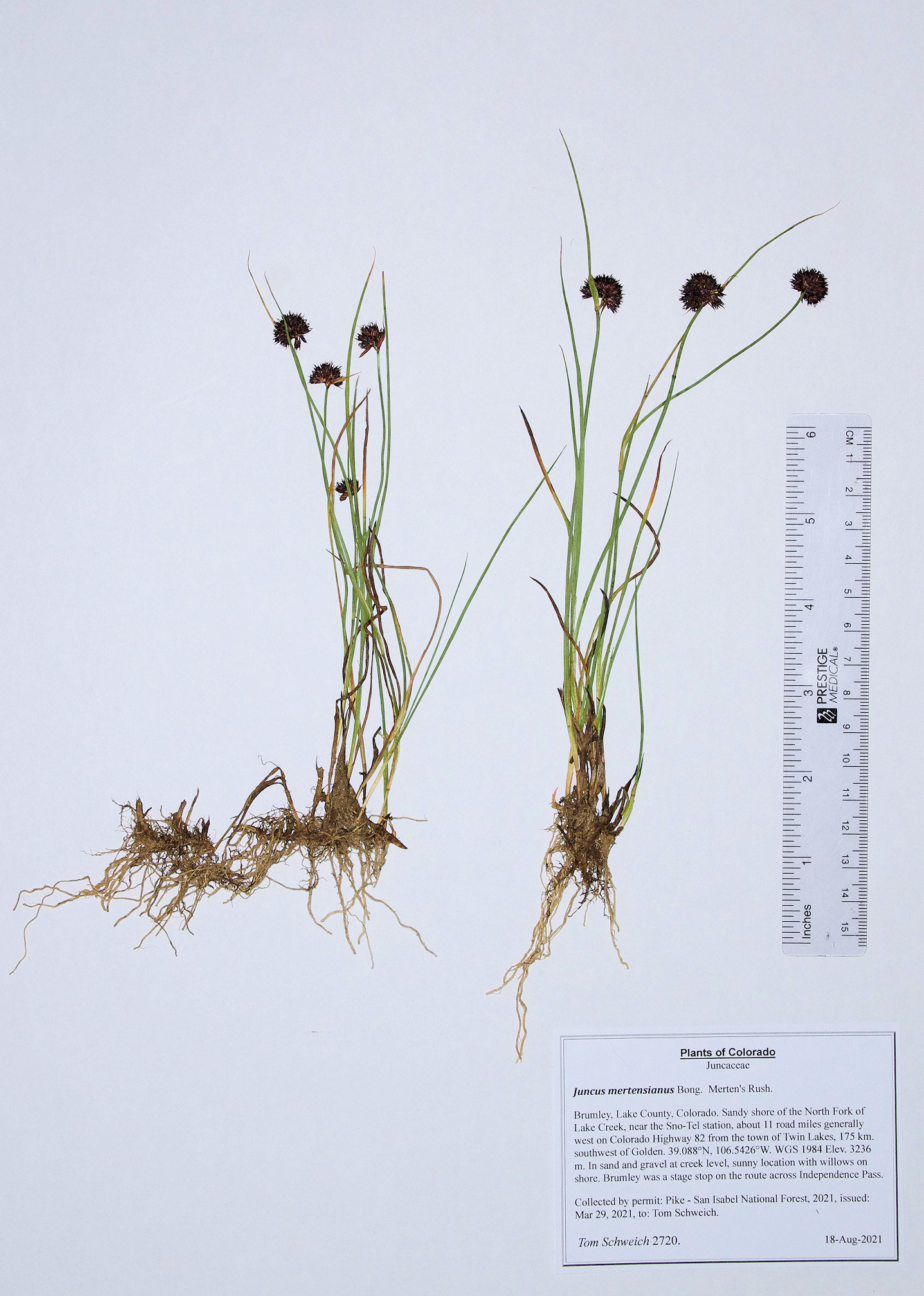 Juncaceae Juncus mertensianus