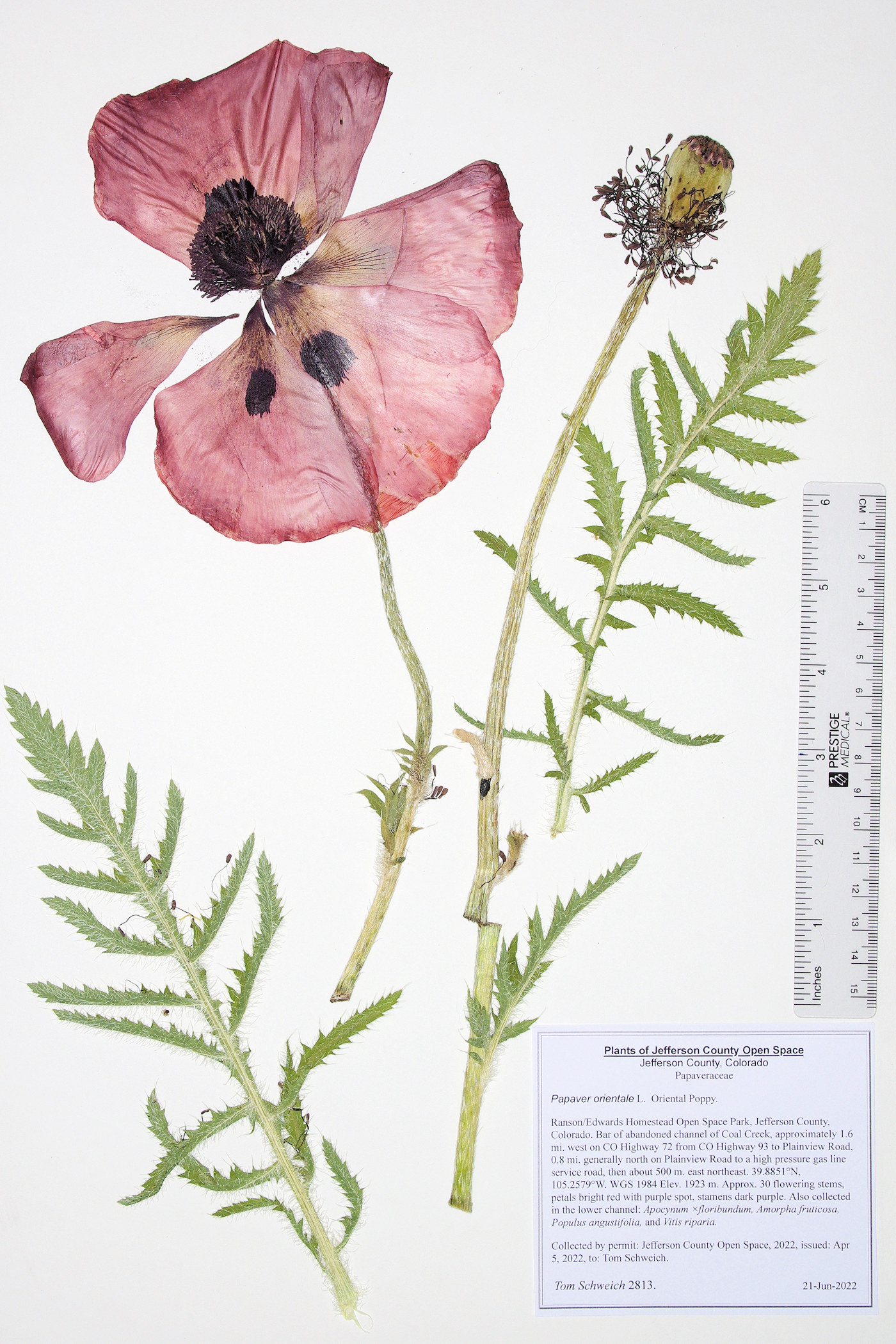 Papaveraceae Papaver orientale