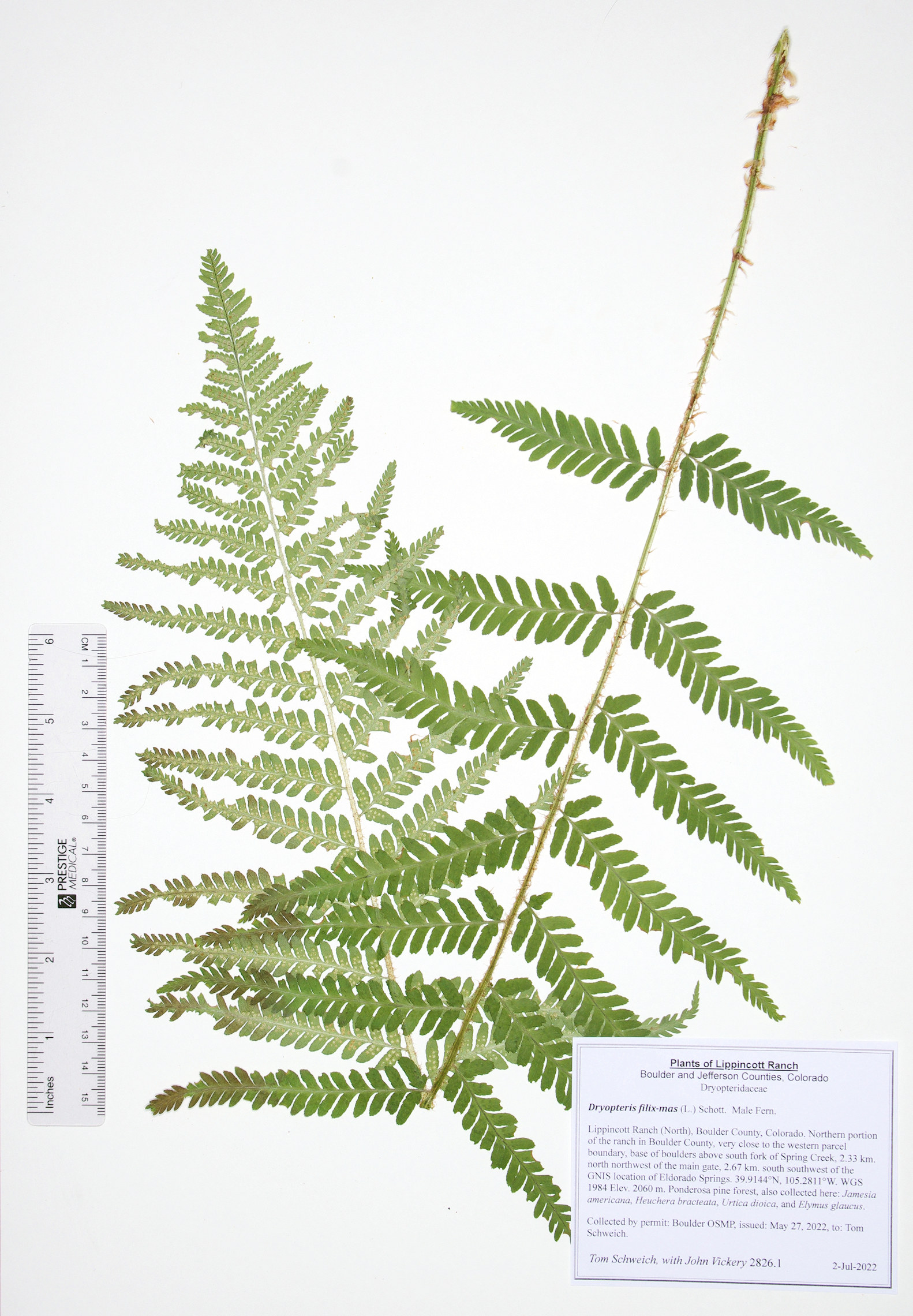 Dryopteridaceae Dryopteris filix-mas