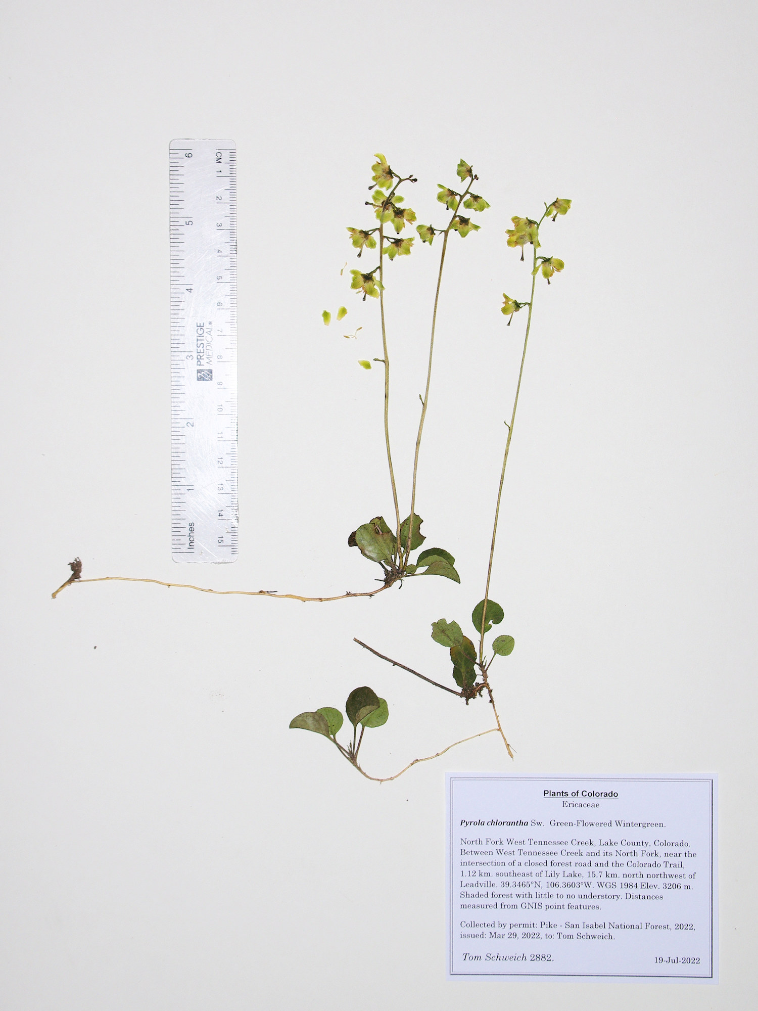 Ericaceae Pyrola chlorantha