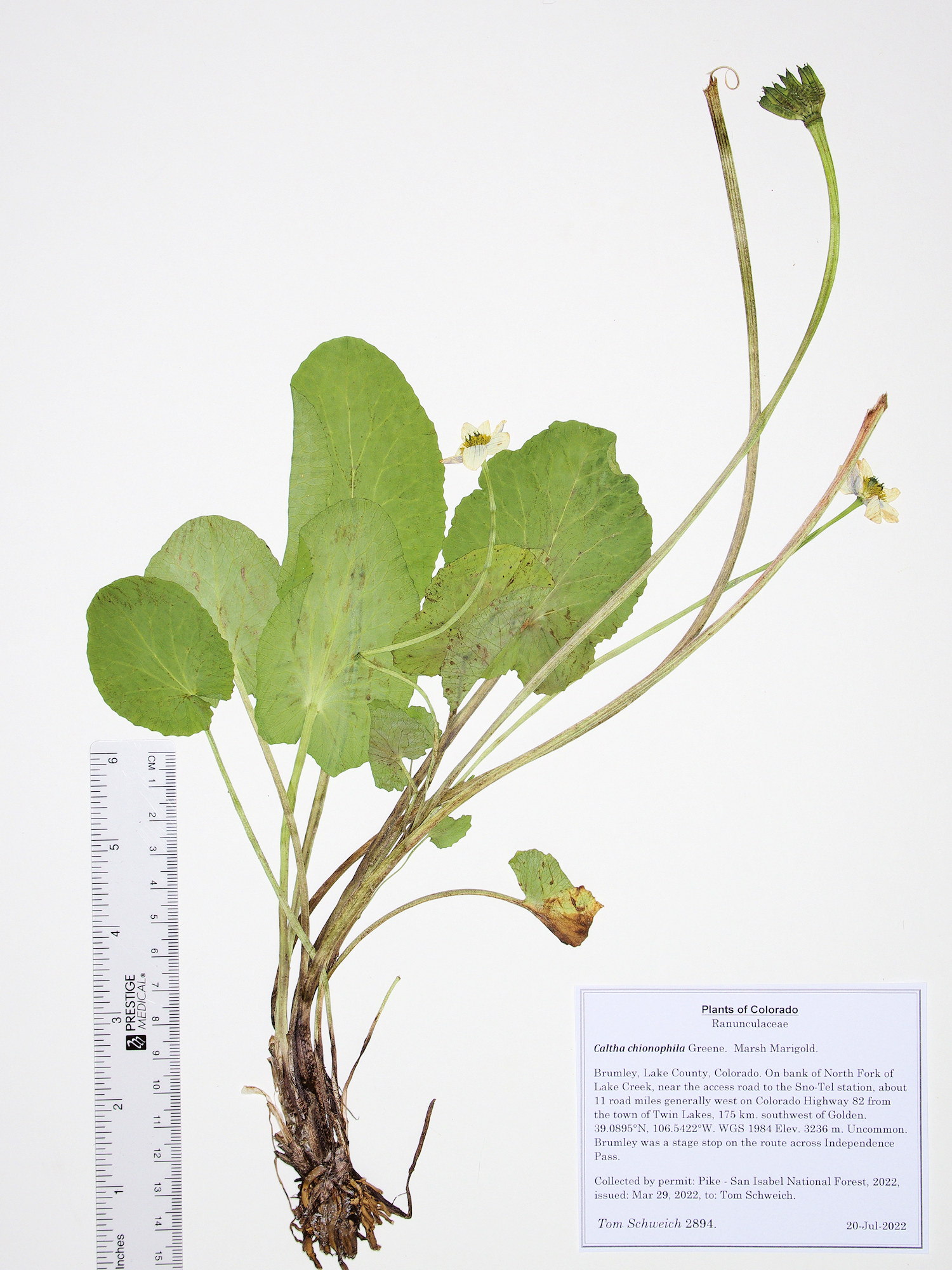 Ranunculaceae Caltha chionophila