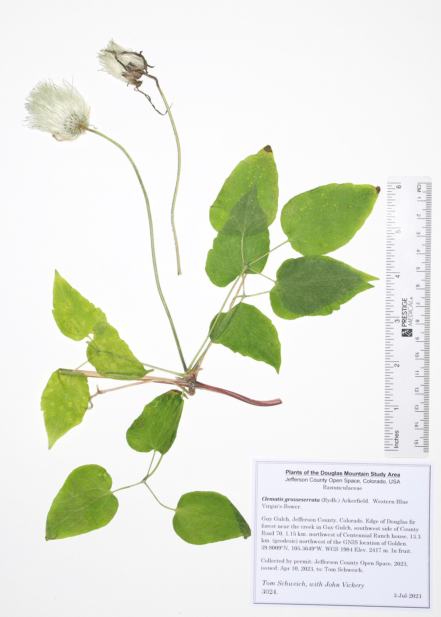 Ranunculaceae Clematis grosseserrata