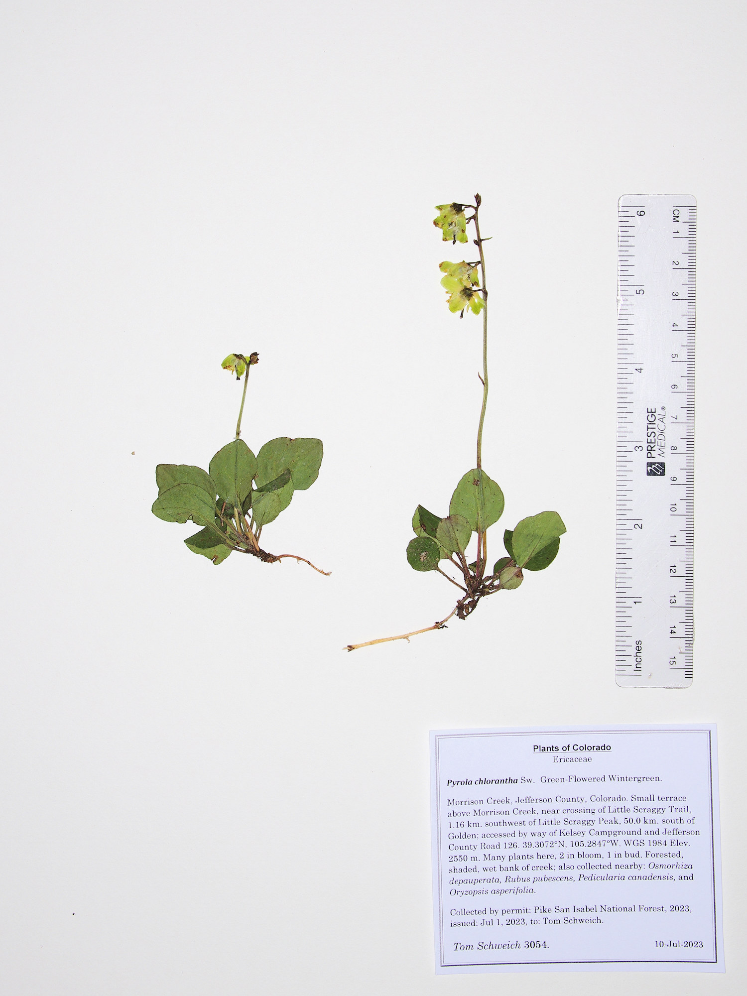 Ericaceae Pyrola chlorantha