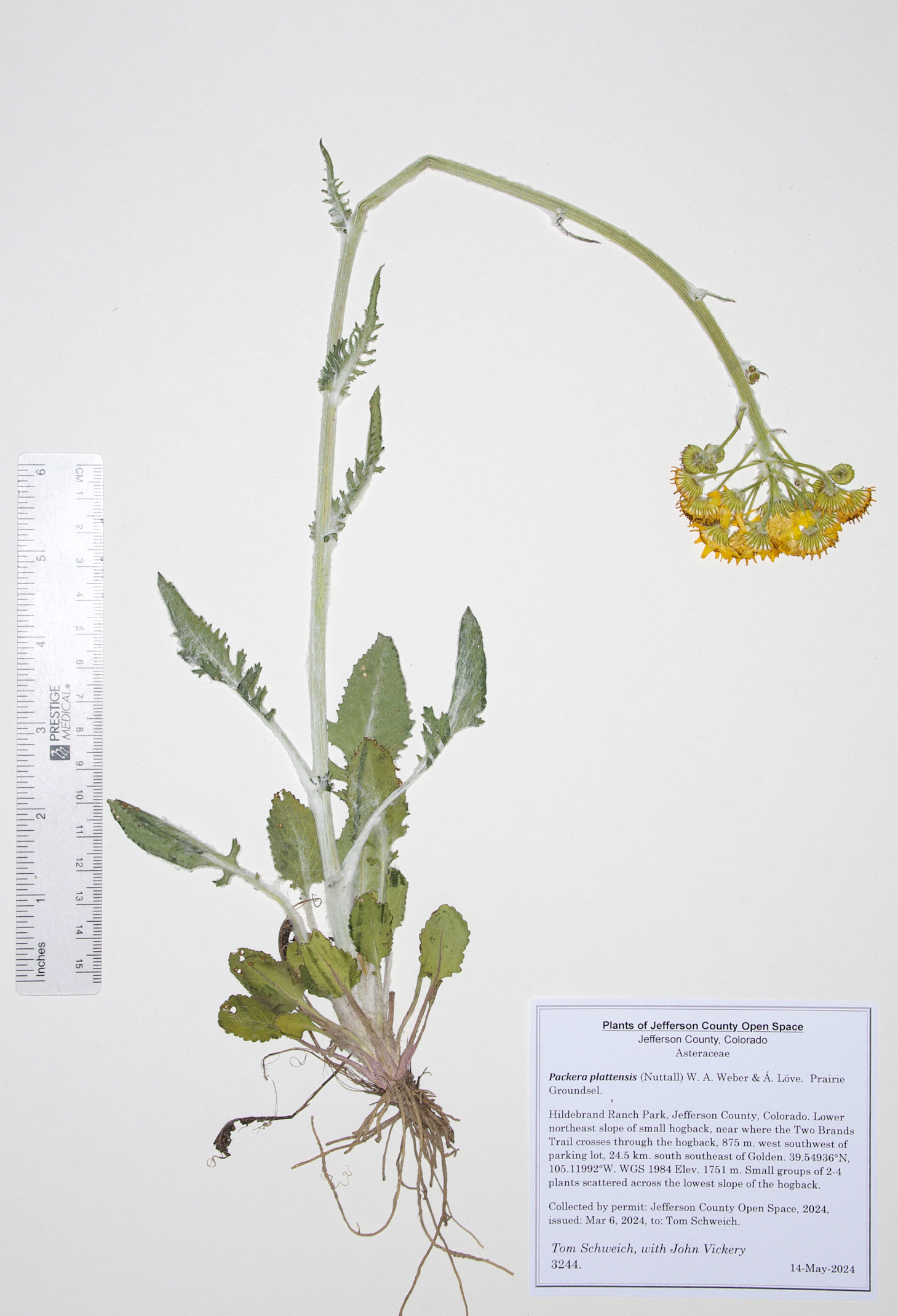 Asteraceae Packera plattensis