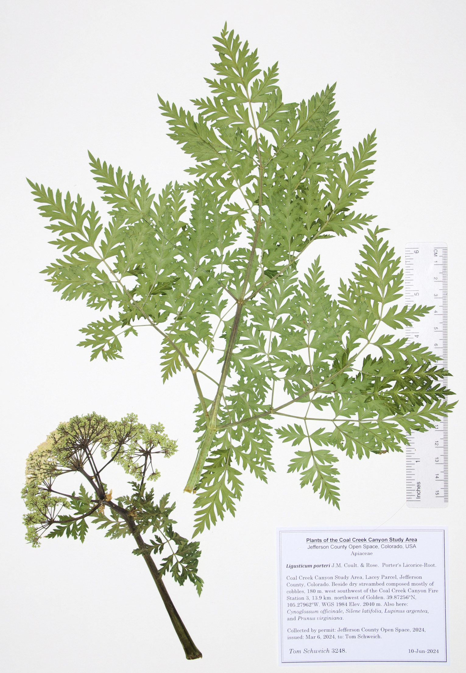 Apiaceae Ligusticum porteri