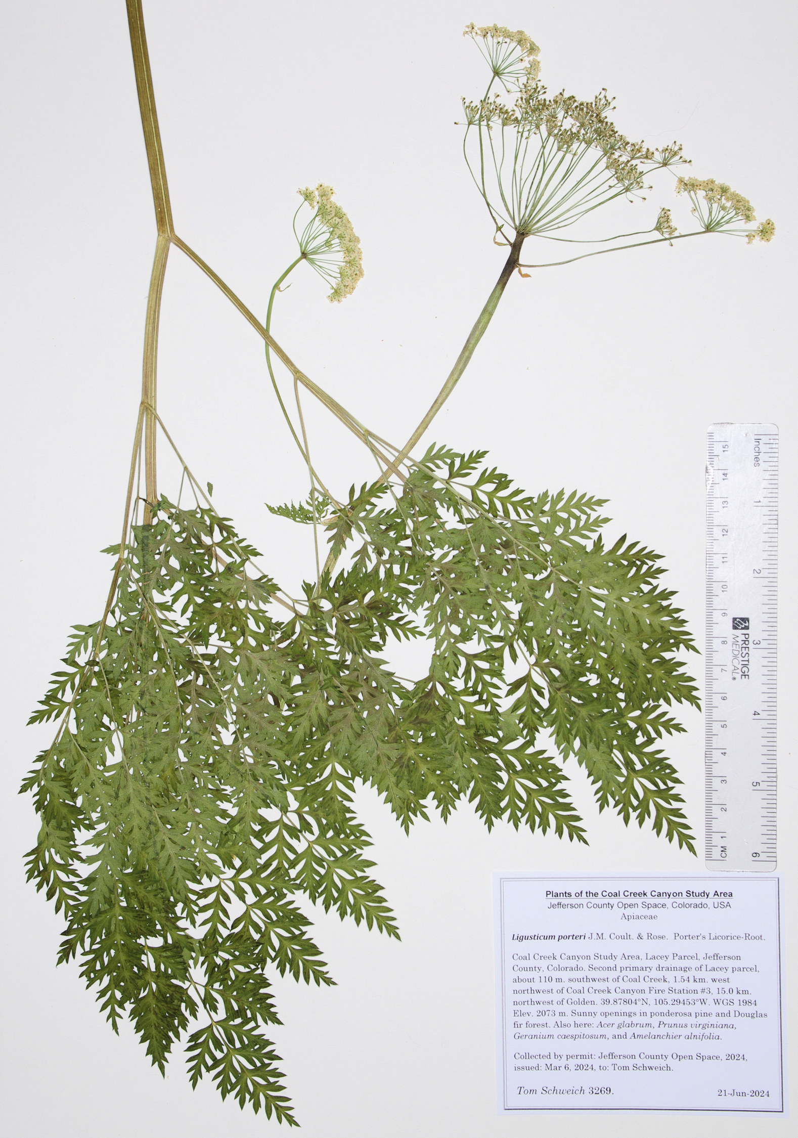 Apiaceae Ligusticum porteri