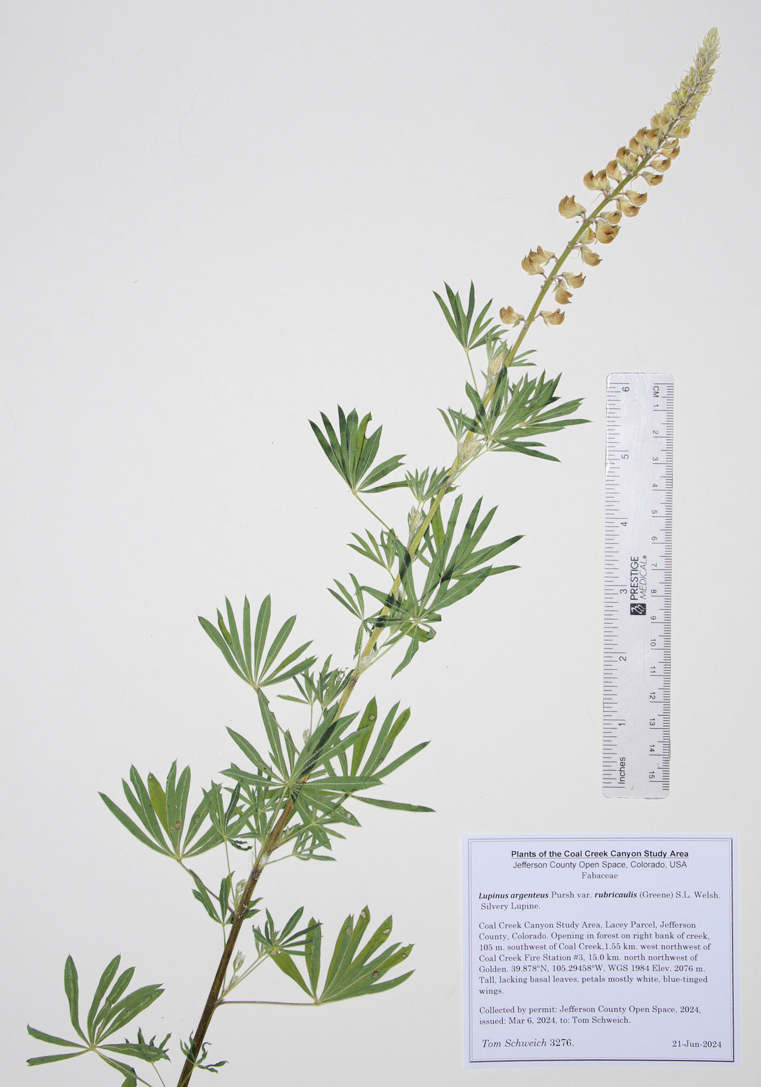 Fabaceae Lupinus argenteus rubricaulis