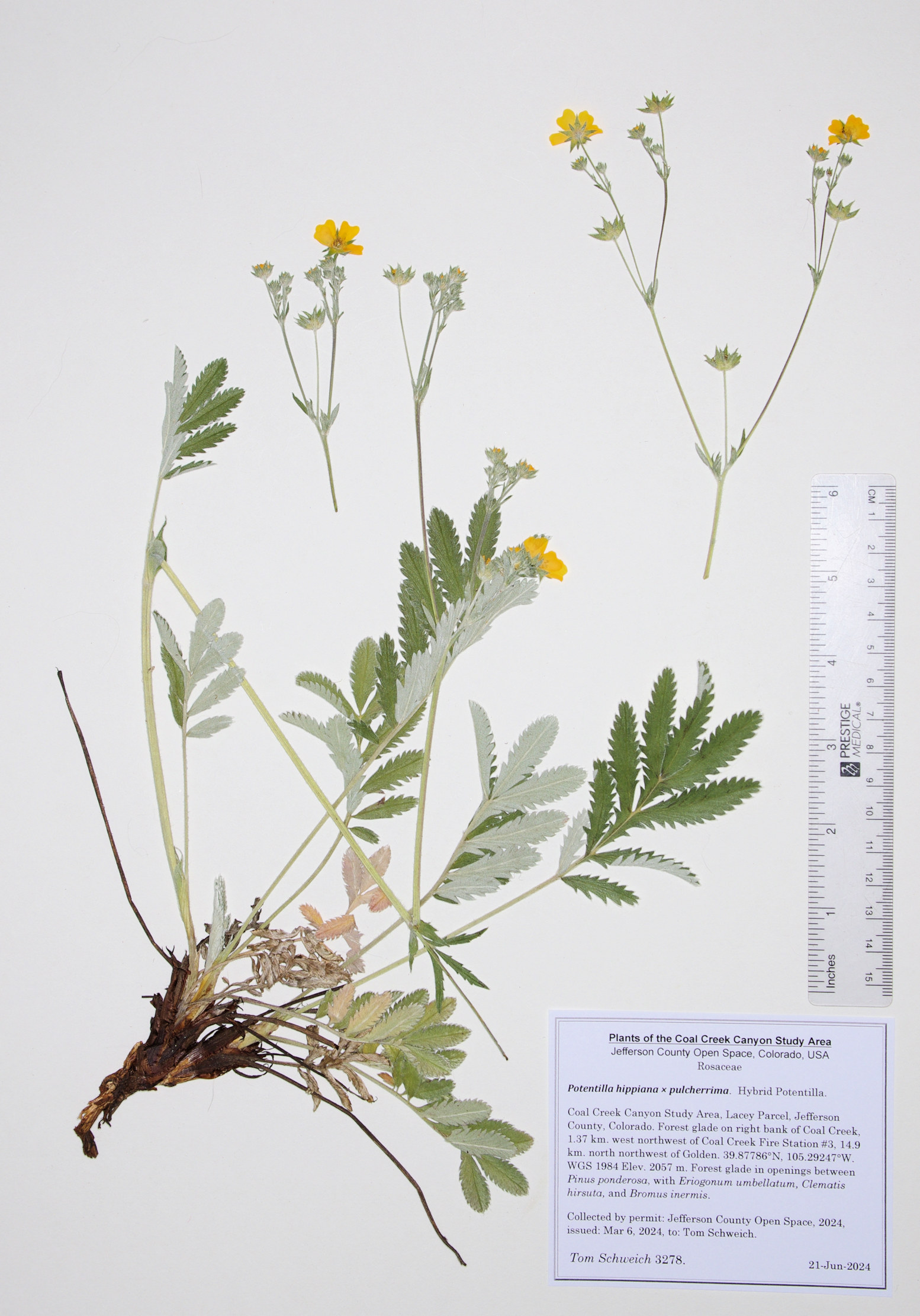 Rosaceae Potentilla hippiana  pulcherrima