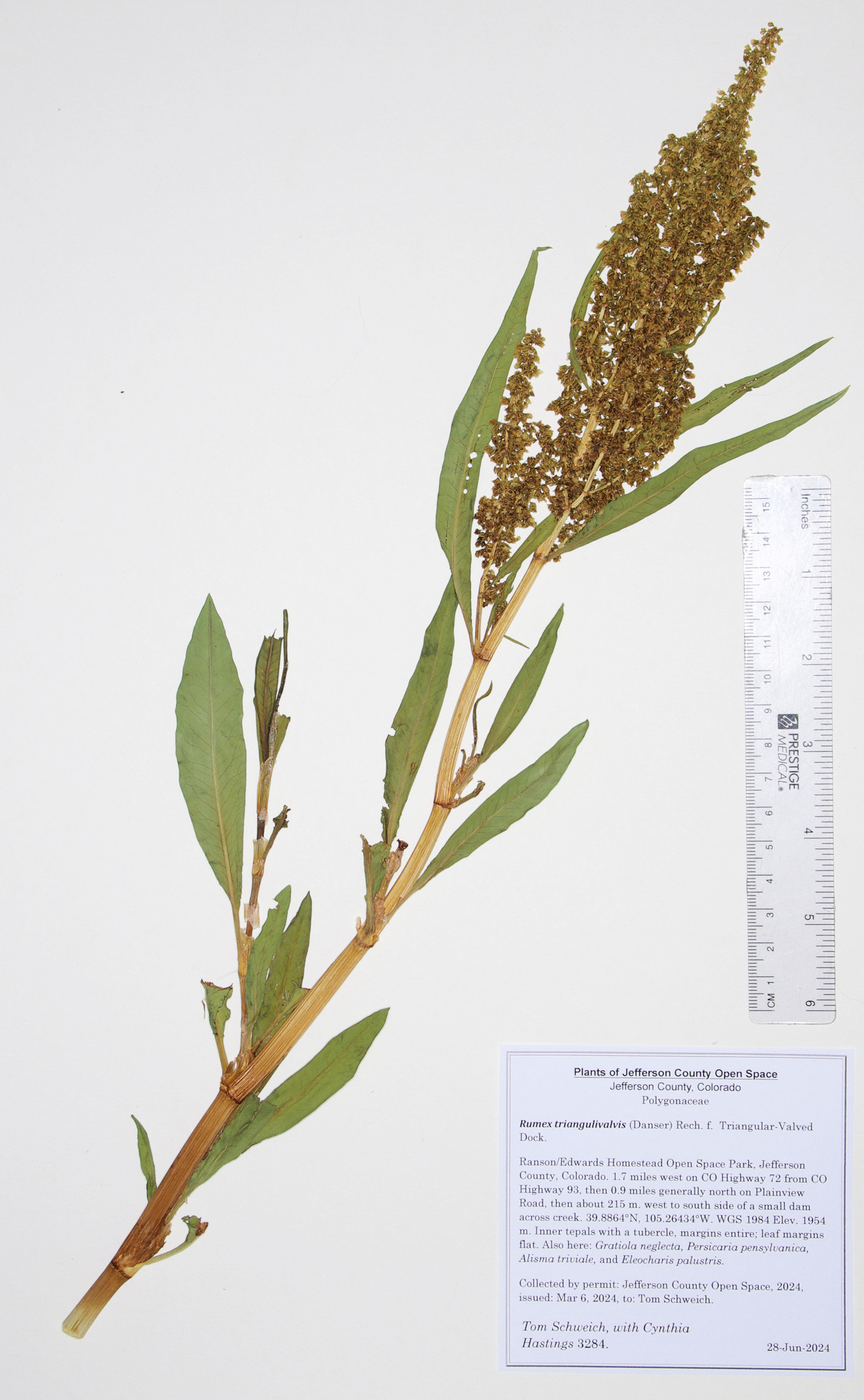 Polygonaceae Rumex triangulivalvis