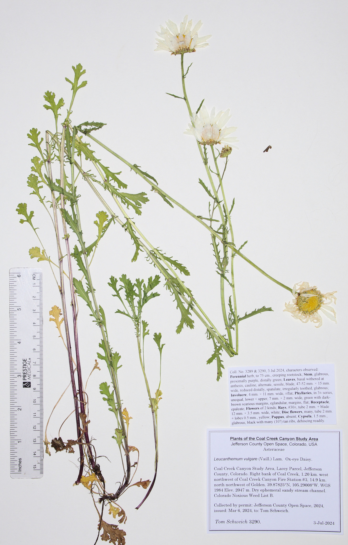 Asteraceae Leucanthemum vulgare