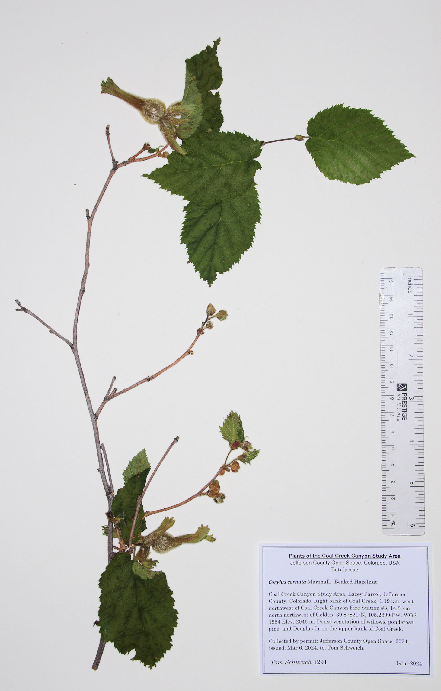 Betulaceae Corylus cornuta