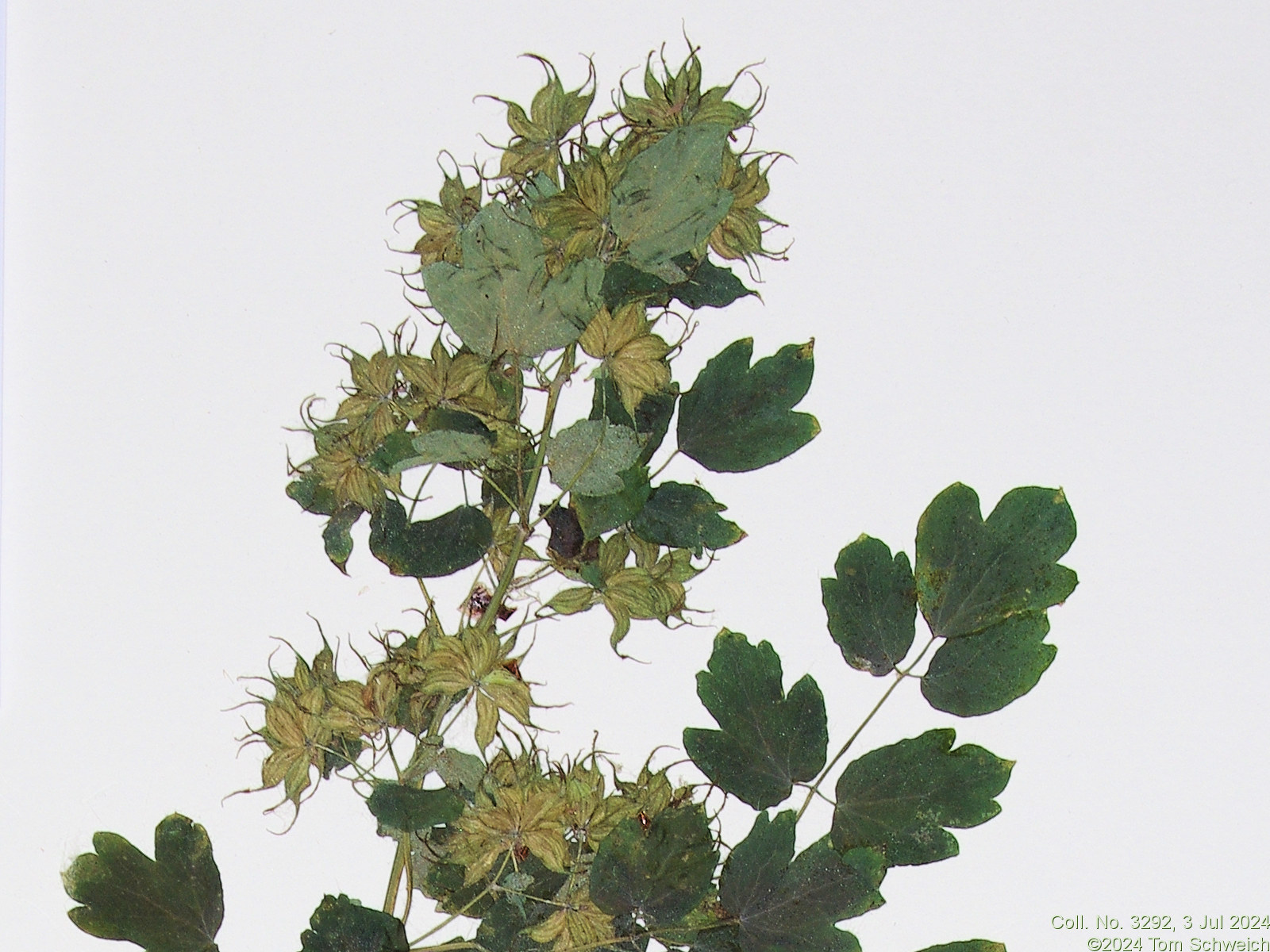 Ranunculaceae Thalictrum fendleri