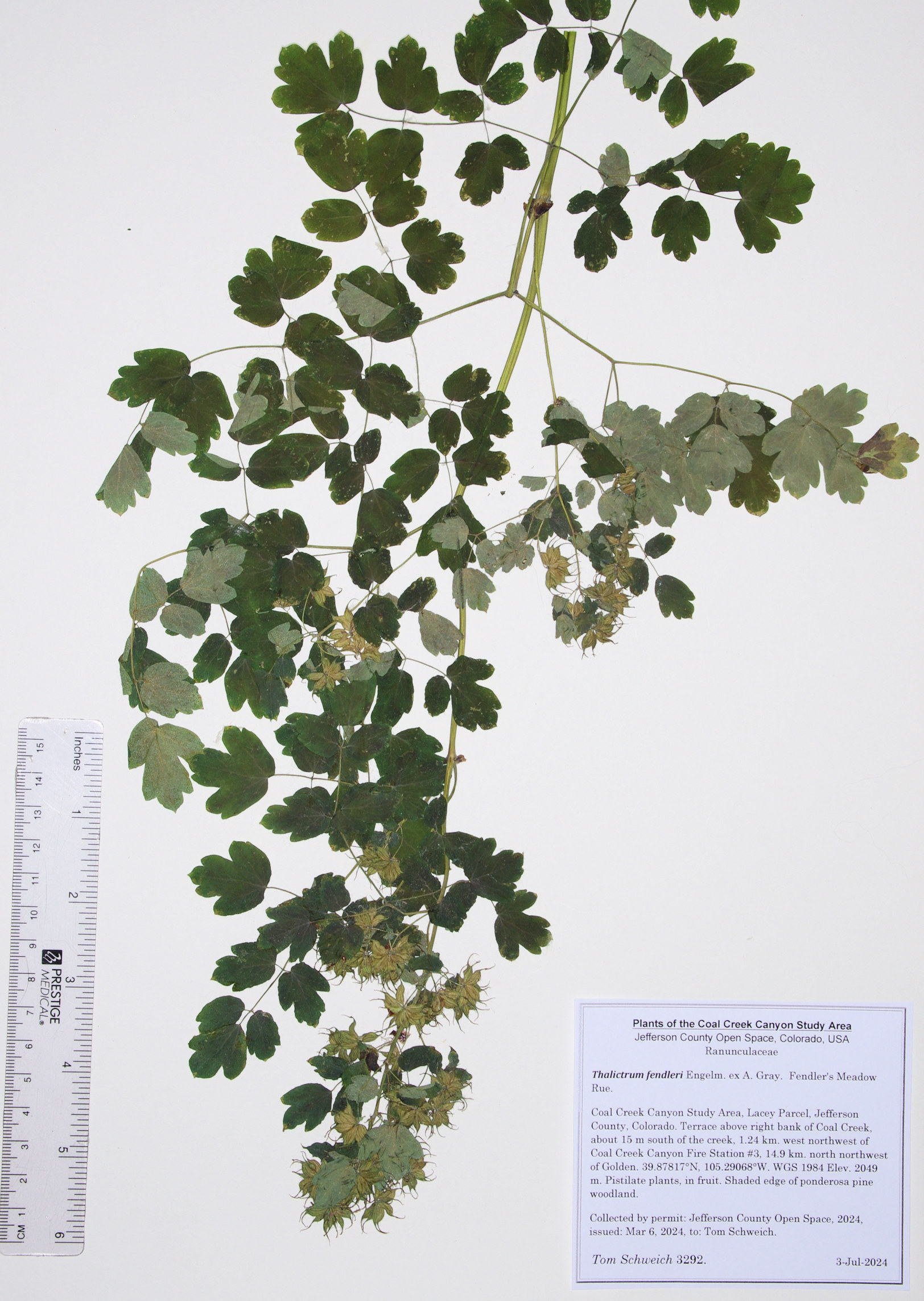 Ranunculaceae Thalictrum fendleri