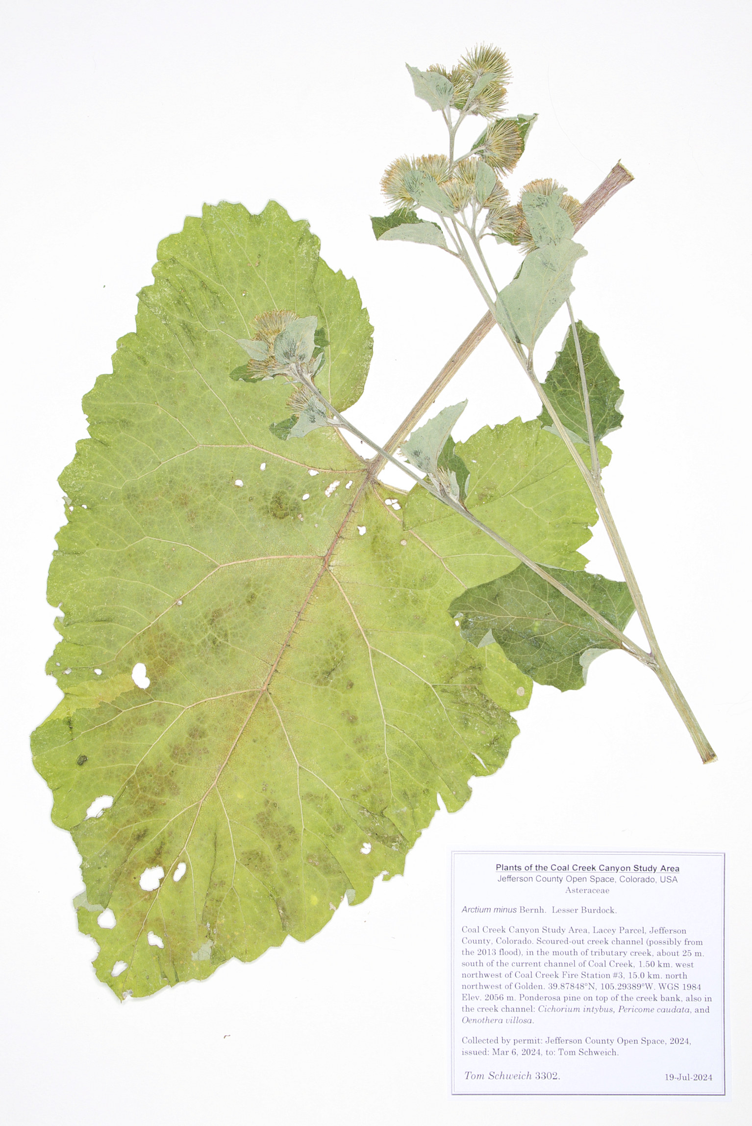 Asteraceae Arctium minus