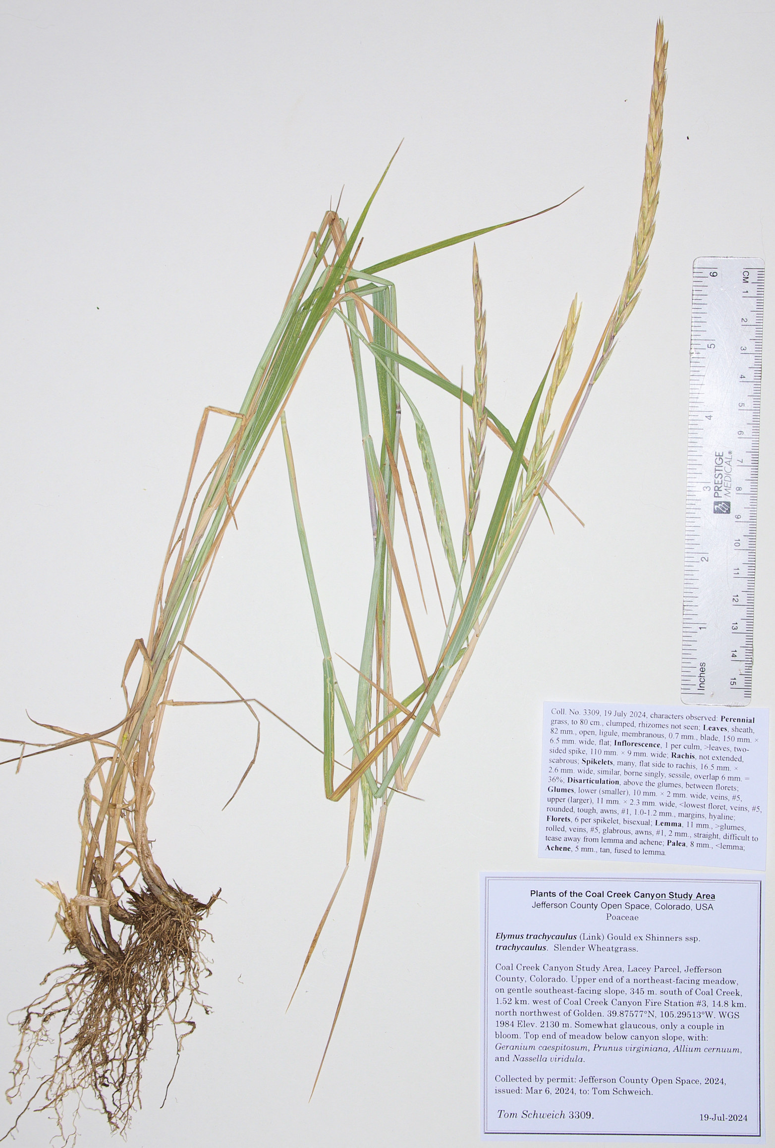 Poaceae Elymus trachycaulus trachycaulus