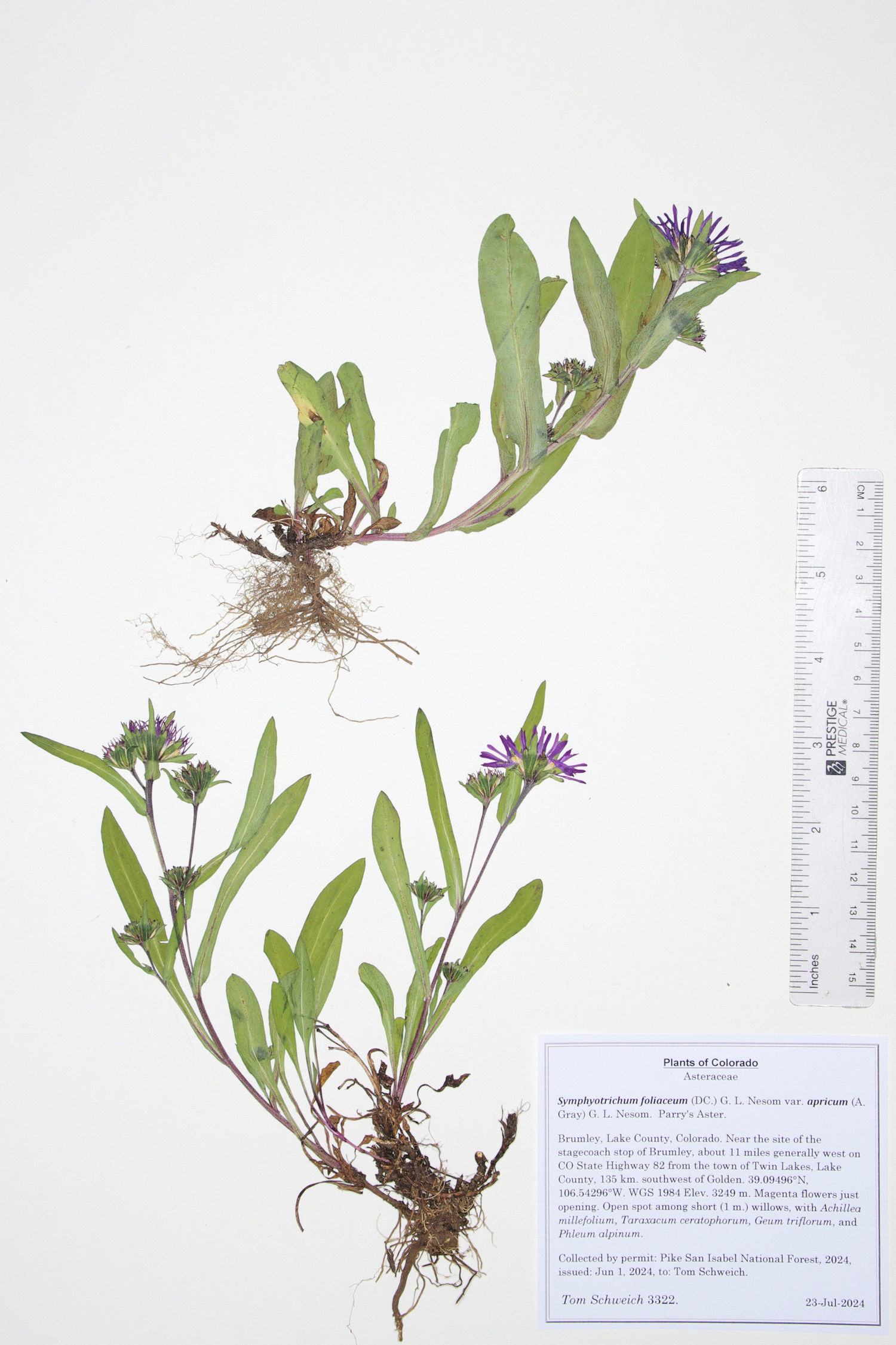 Asteraceae Symphyotrichum foliaceum apricum