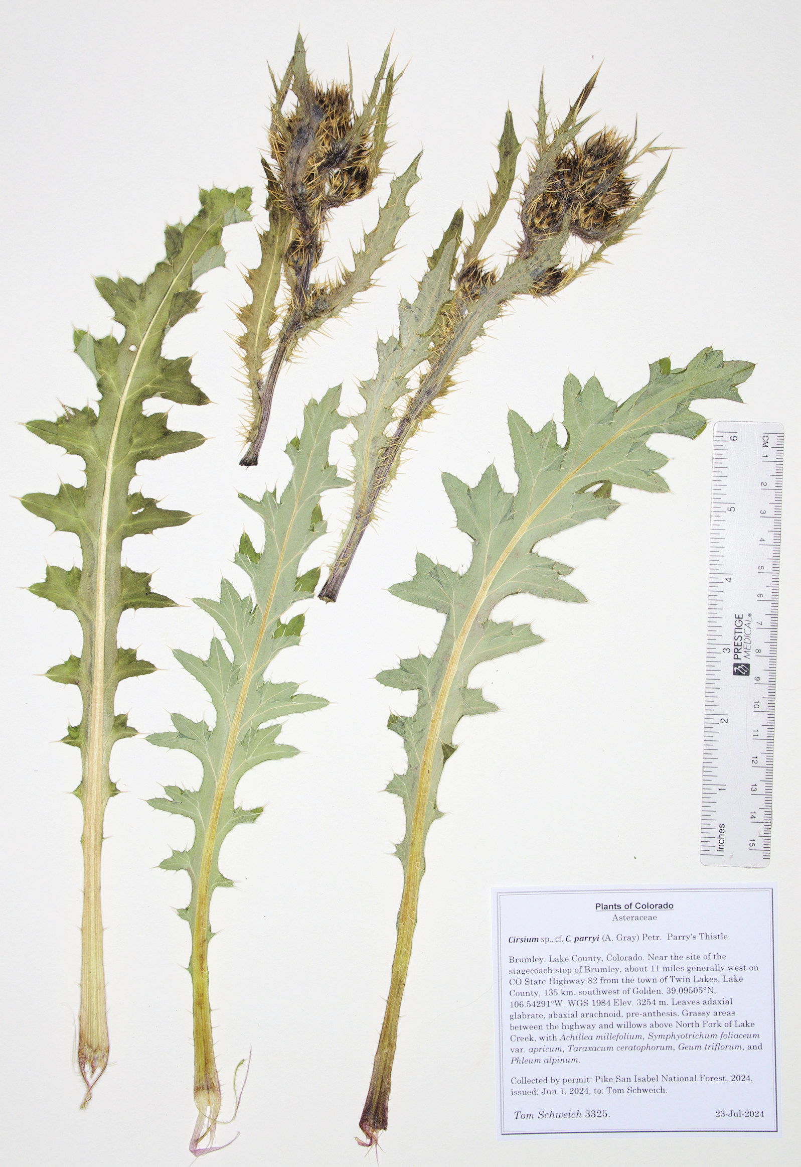 Asteraceae Cirsium parryi