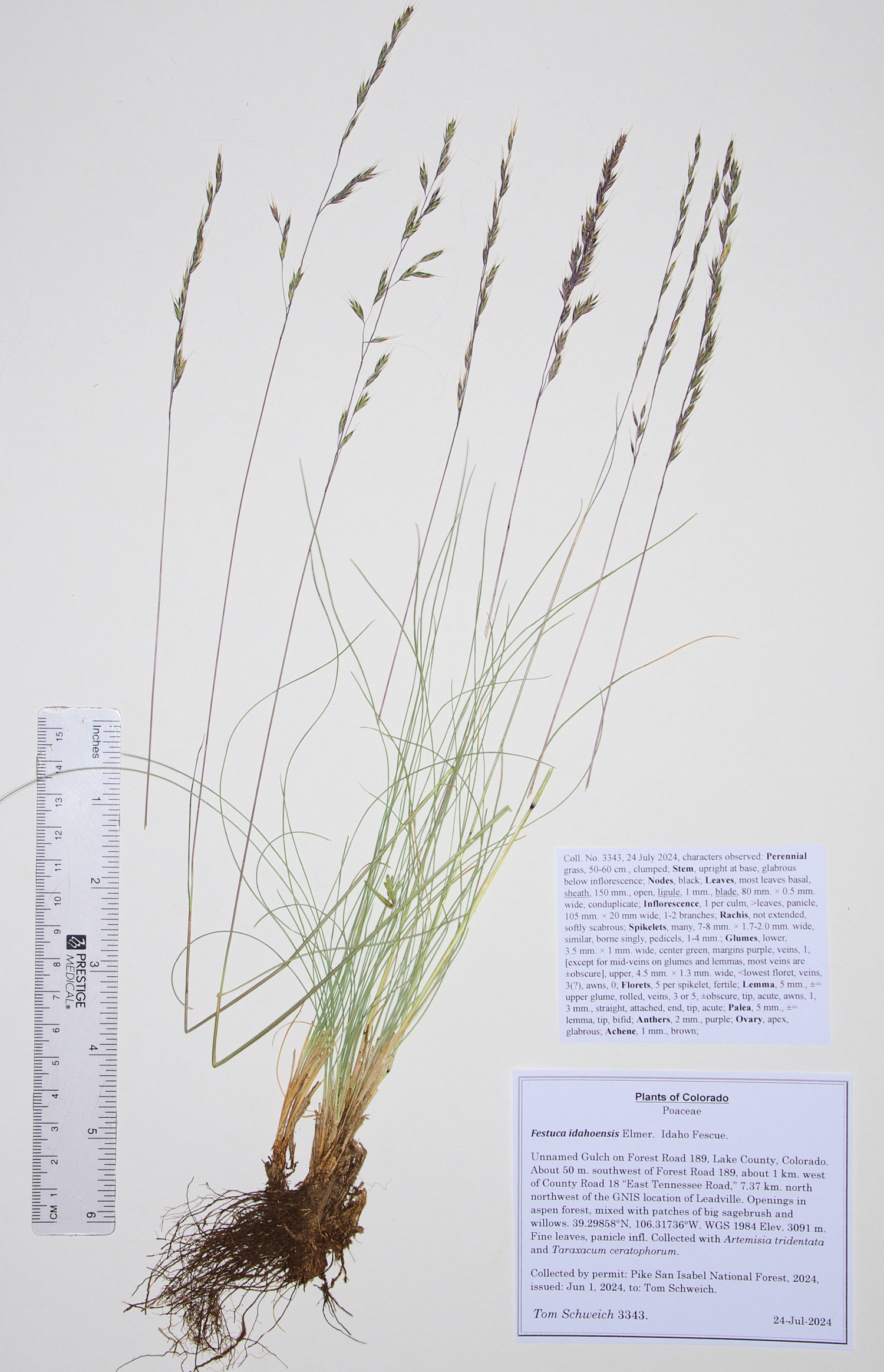 Poaceae Festuca idahoensis