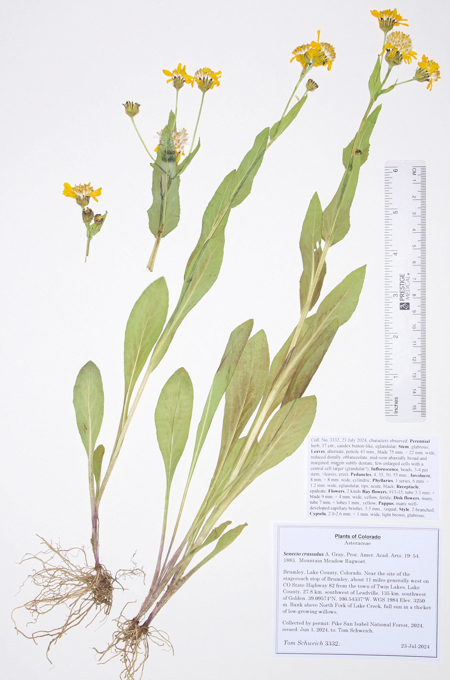 Asteraceae Senecio crassulus