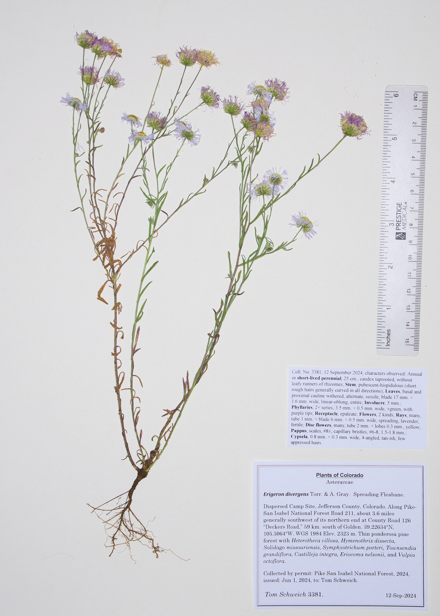 Asteraceae Erigeron divergens