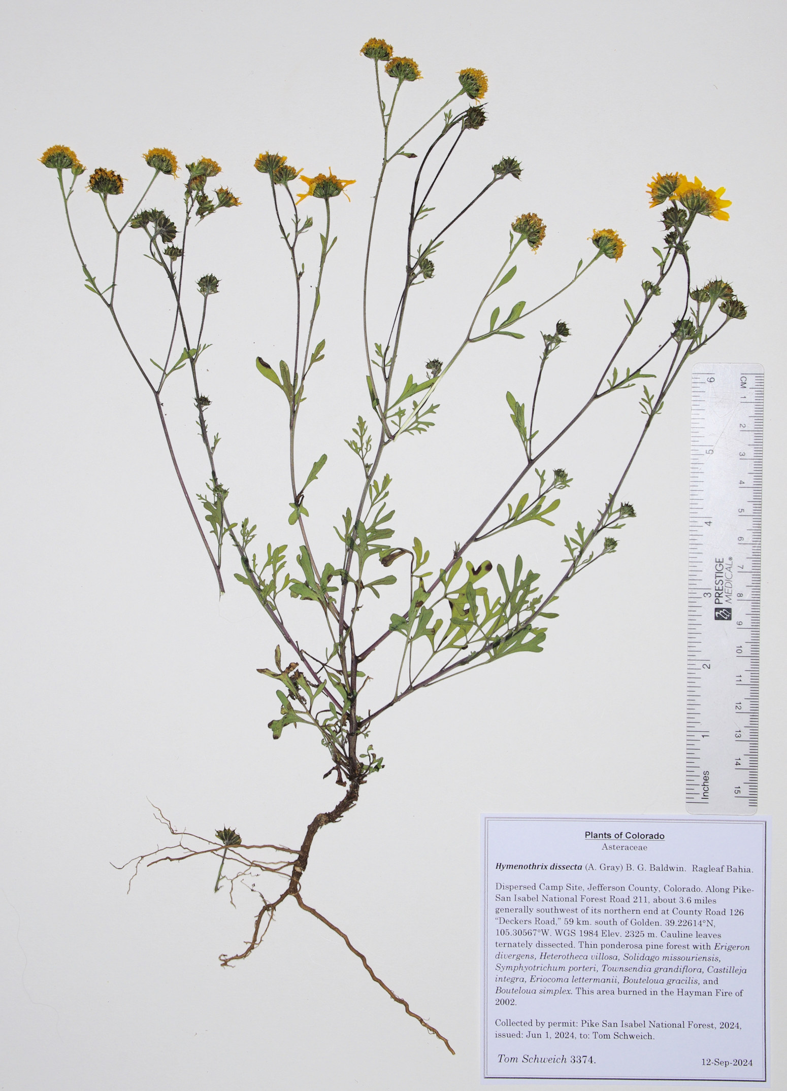 Asteraceae Hymenothrix dissecta