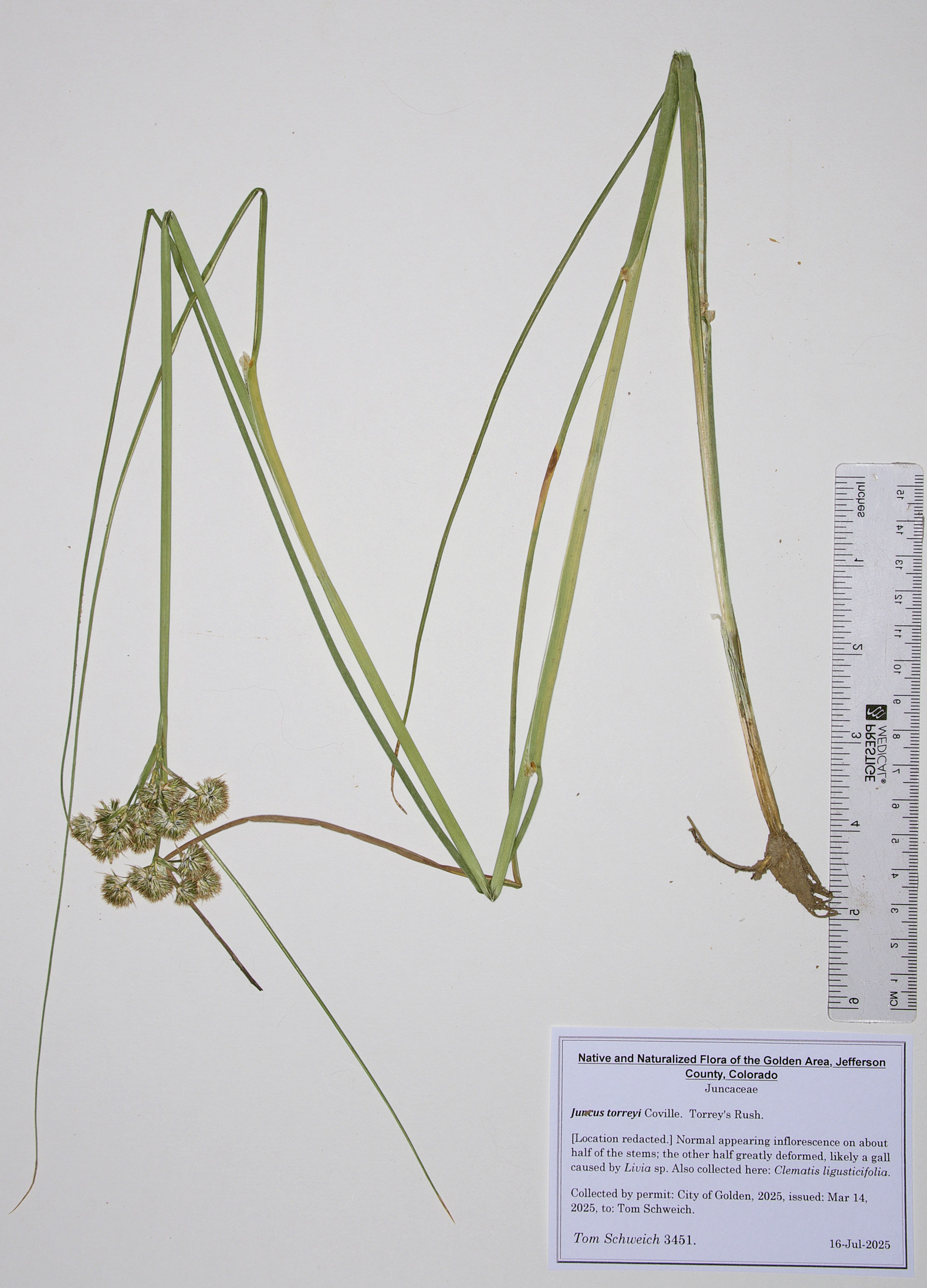 Juncaceae, Juncus torreyi