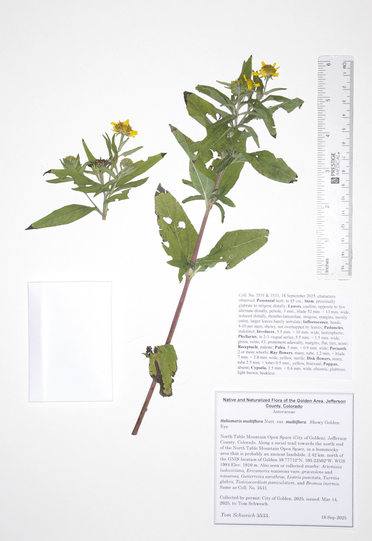 Asteraceae, Heliomeris multiflora multiflora