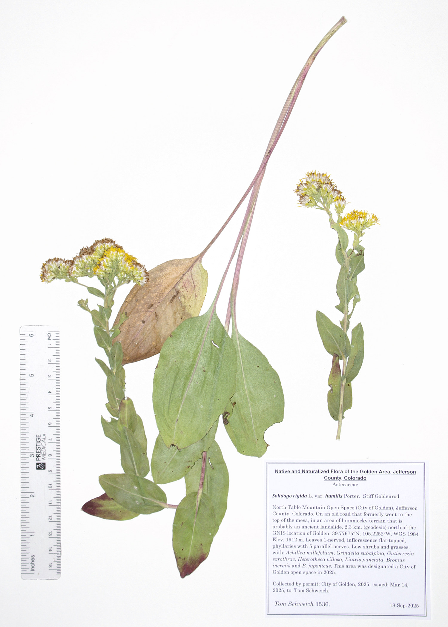 Asteraceae, Solidago rigida humilis