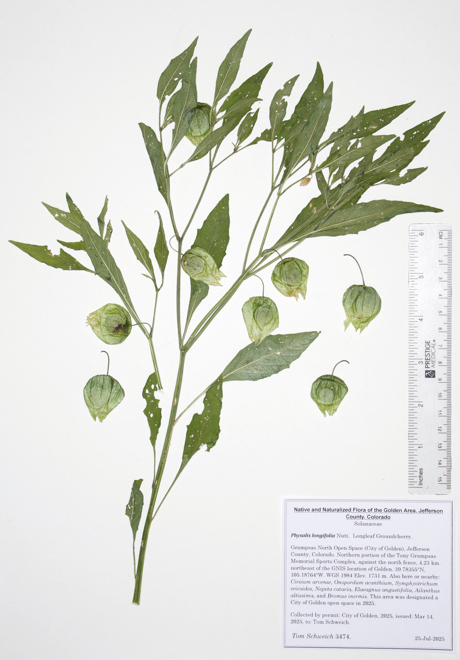 Solanaceae, Physalis longifolia