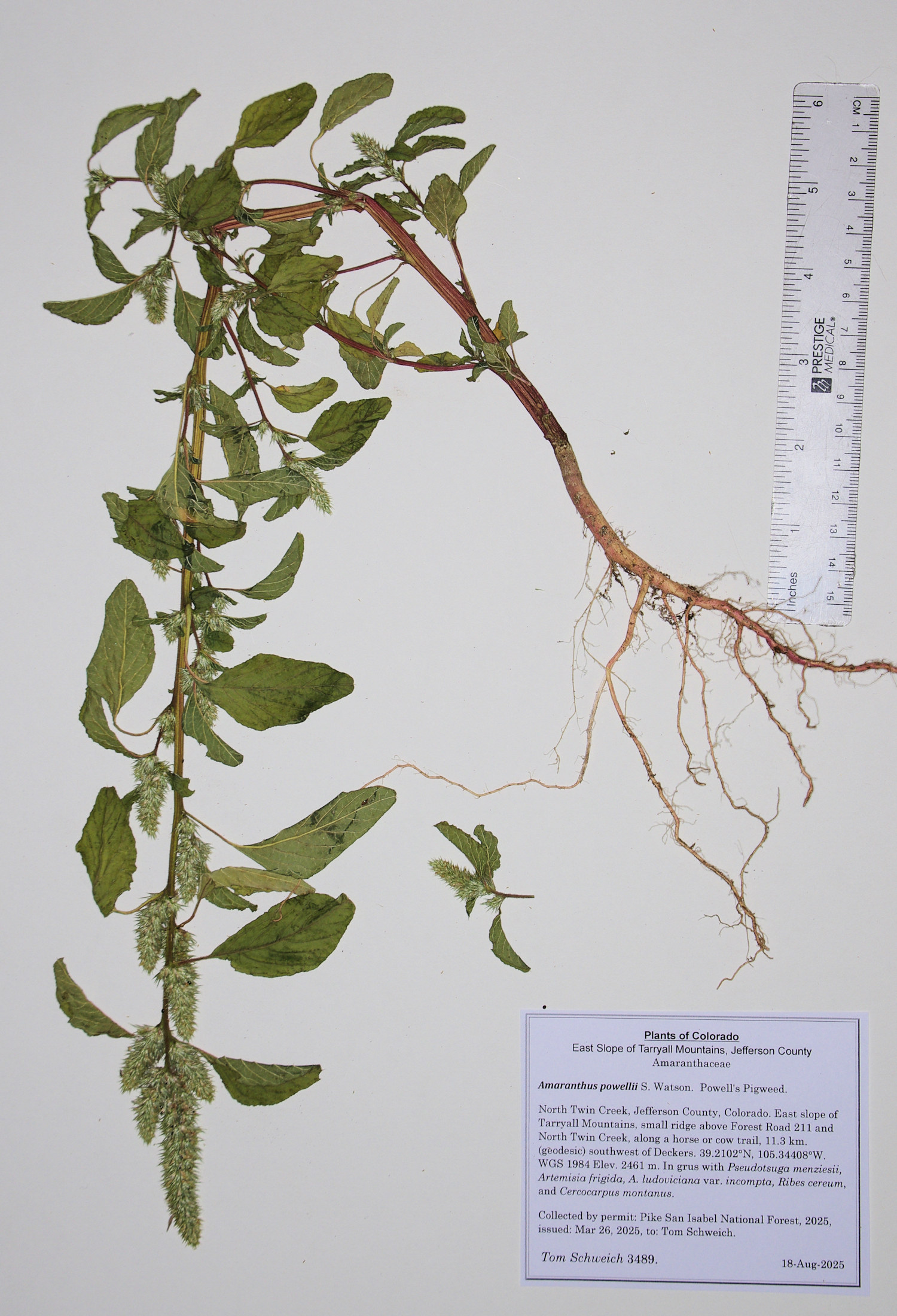 Amaranthaceae, Amaranthus powellii