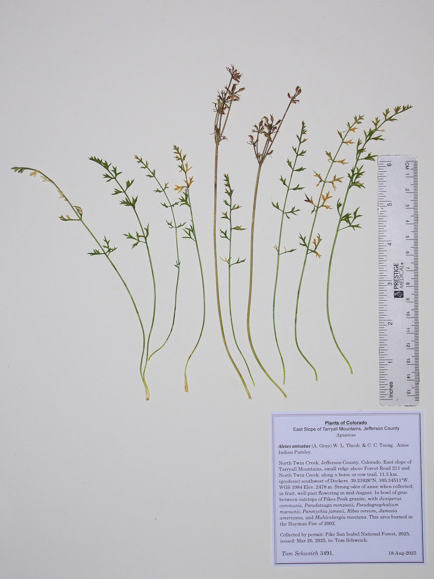 Apiaceae, Aletes anisatus