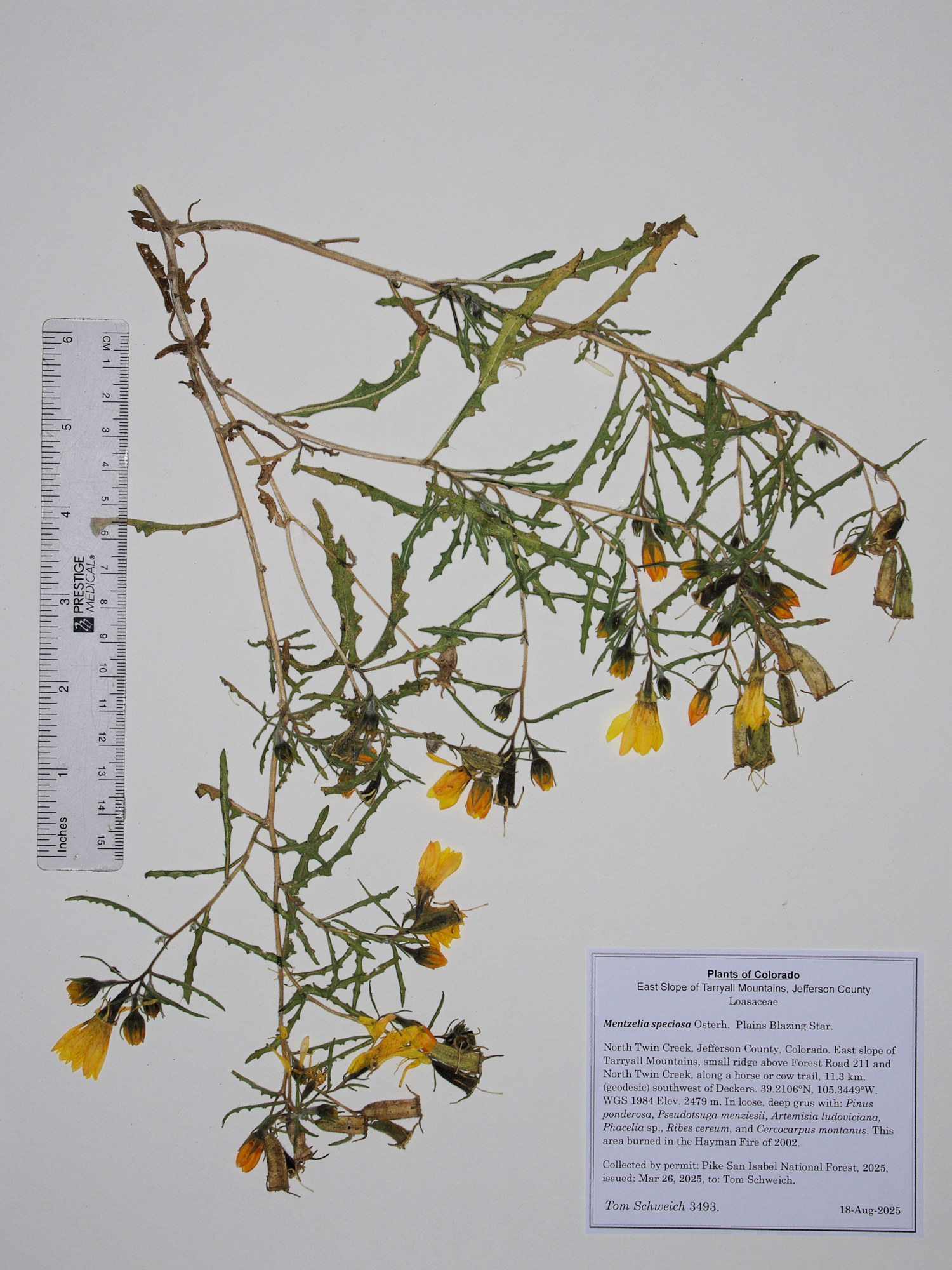 Loasaceae, Mentzelia speciosa