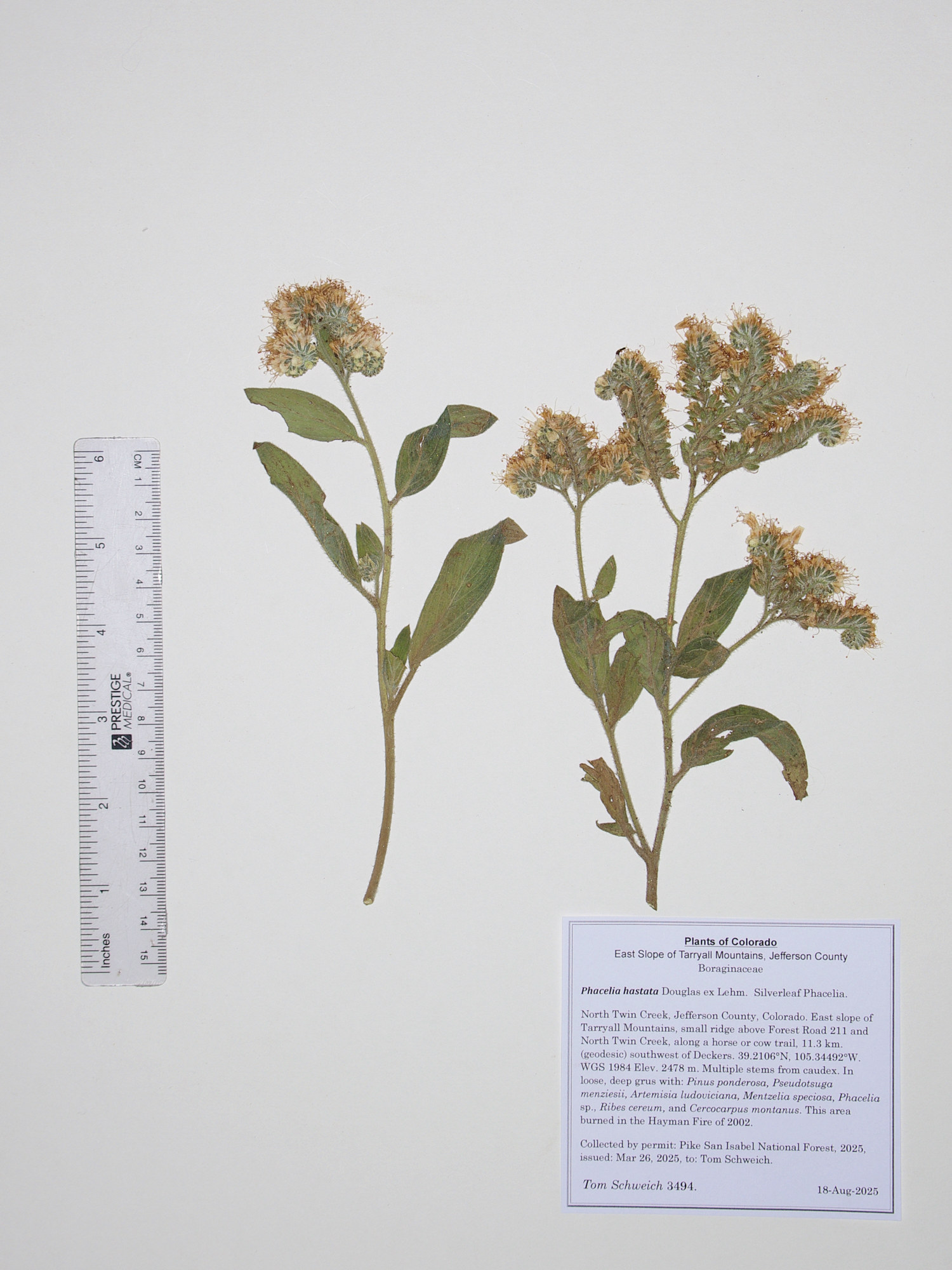 Boraginaceae, Phacelia hastata