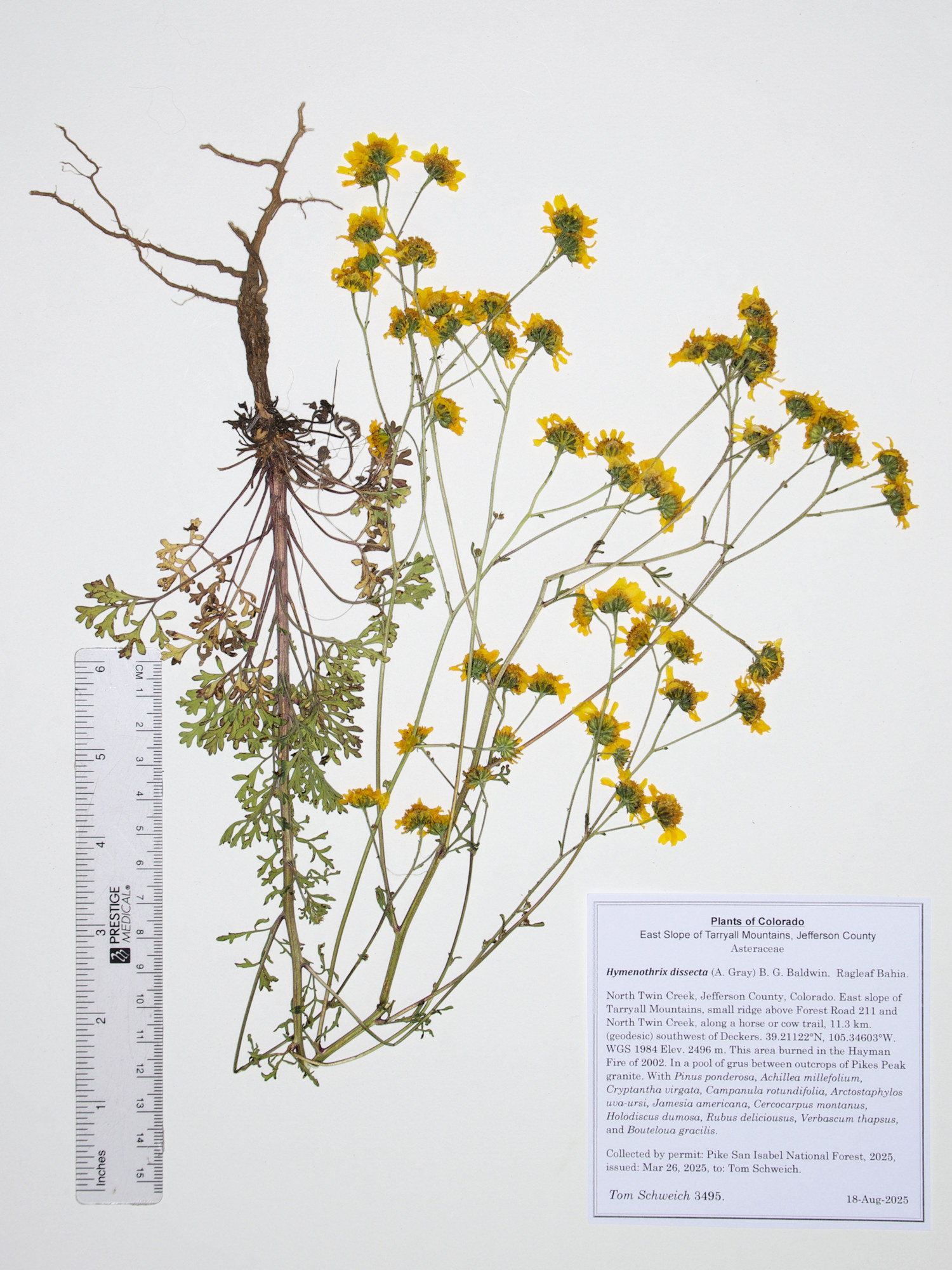 Asteraceae, Hymenothrix dissecta