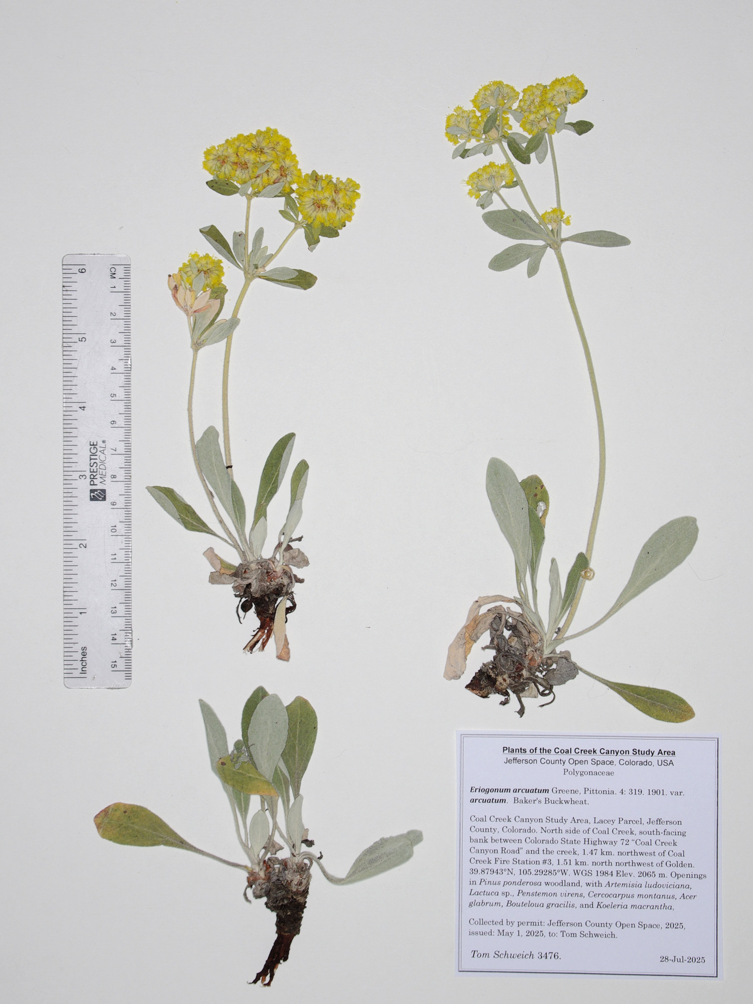 Polygonaceae, Eriogonum arcuatum arcuatum