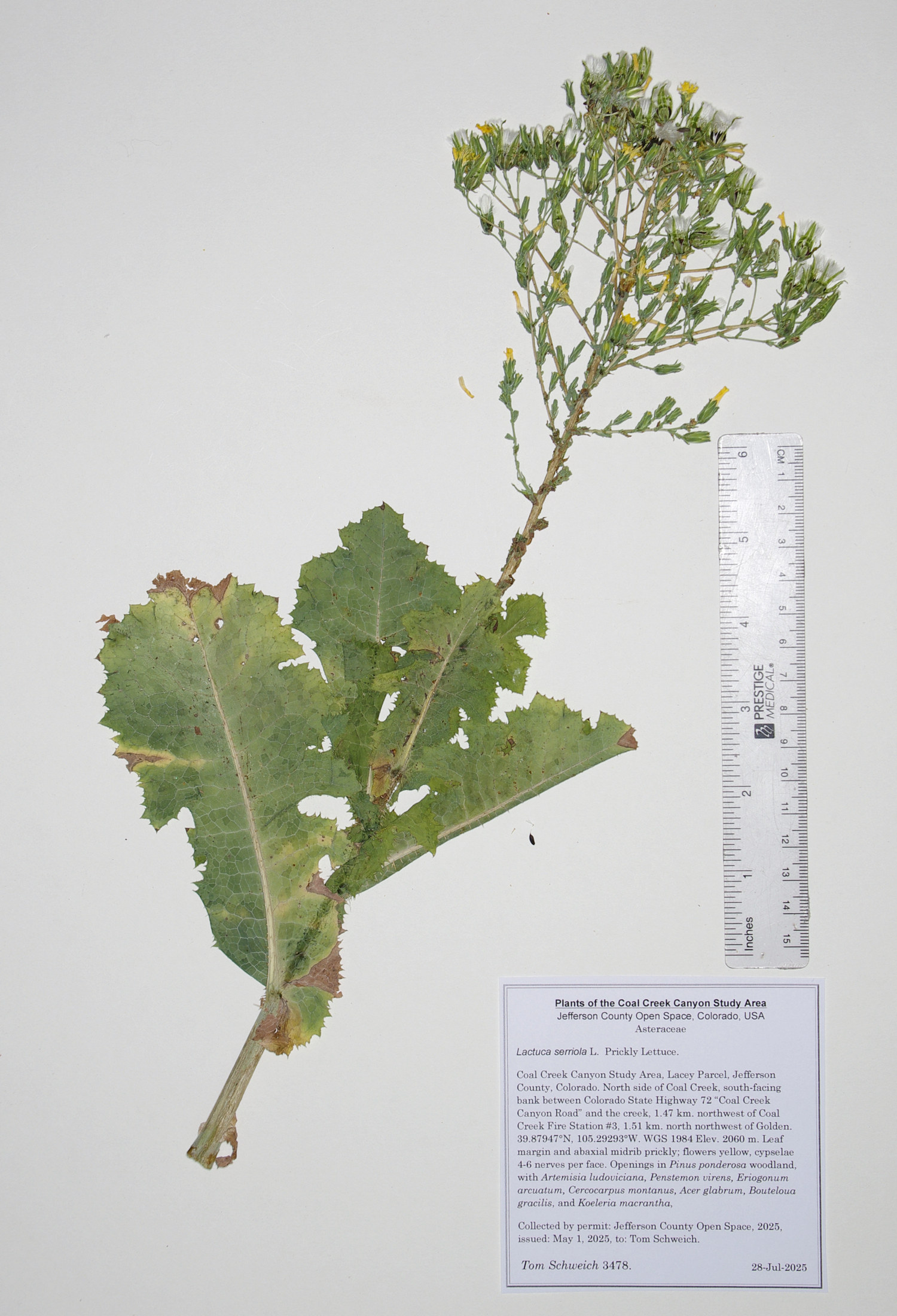 Asteraceae, Lactuca serriola