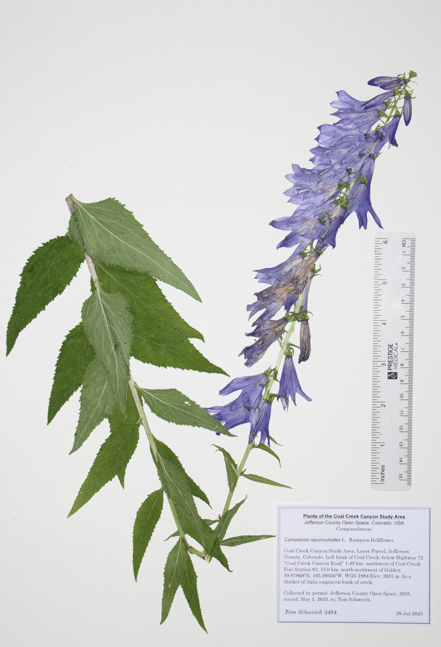 Campanulaceae, Campanula rapunculoides
