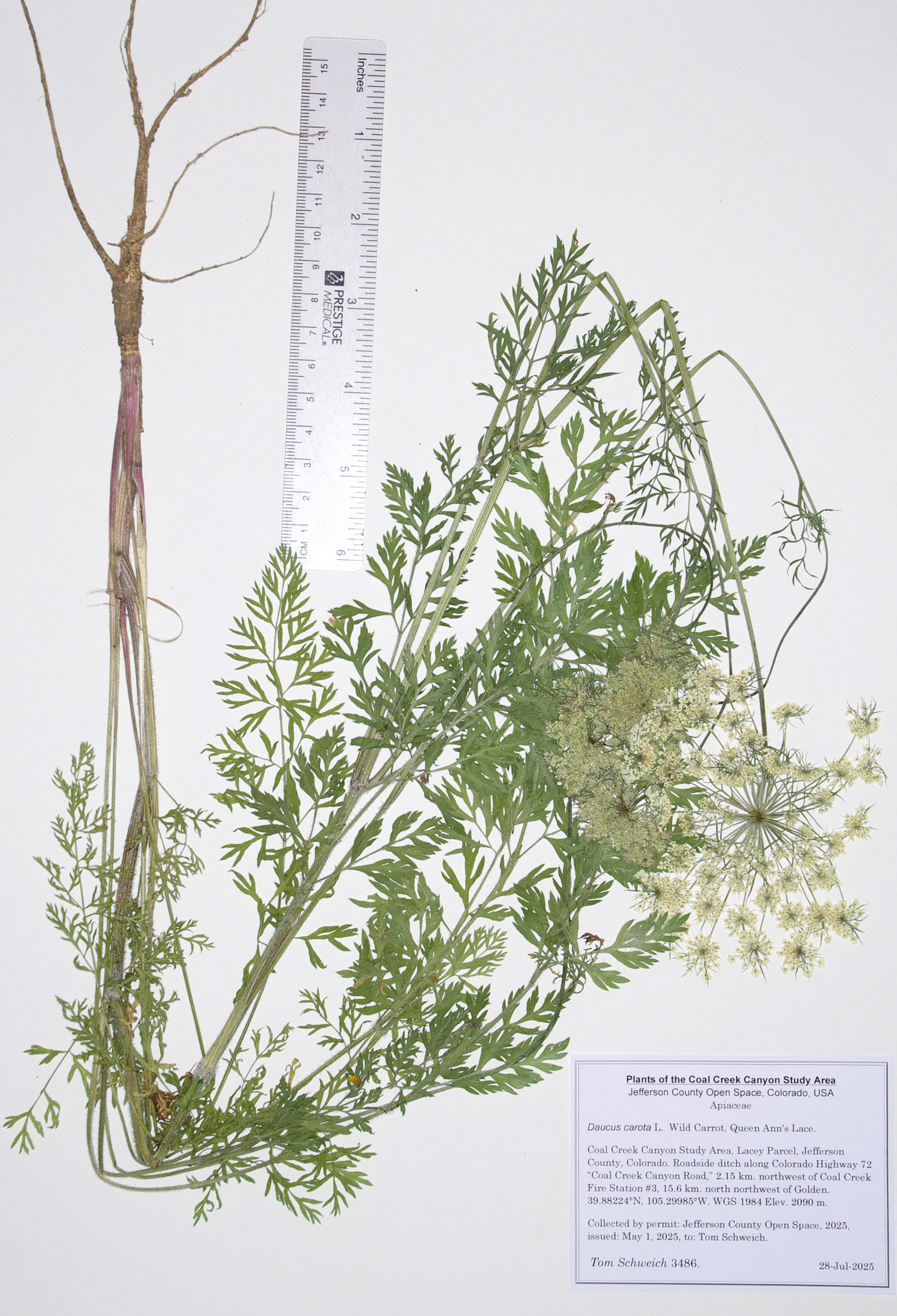 Apiaceae, Daucus carota