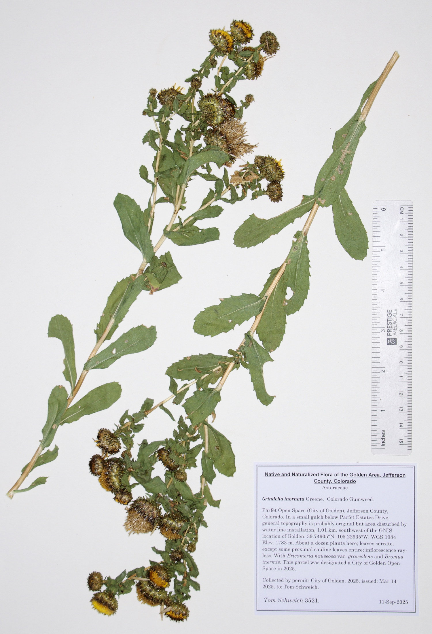 Asteraceae, Grindelia inornata