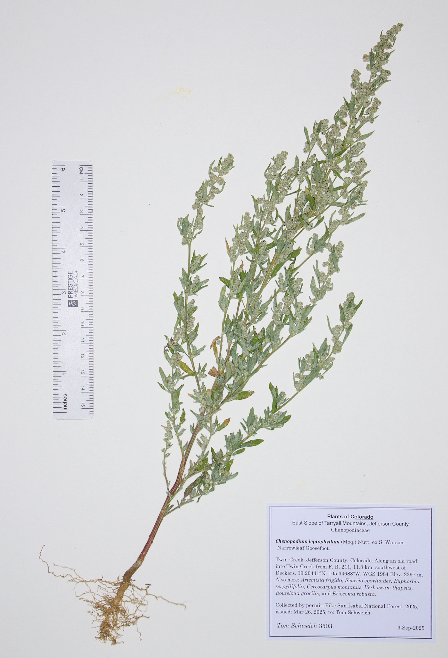 Chenopodiaceae, Chenopodium leptophyllum
