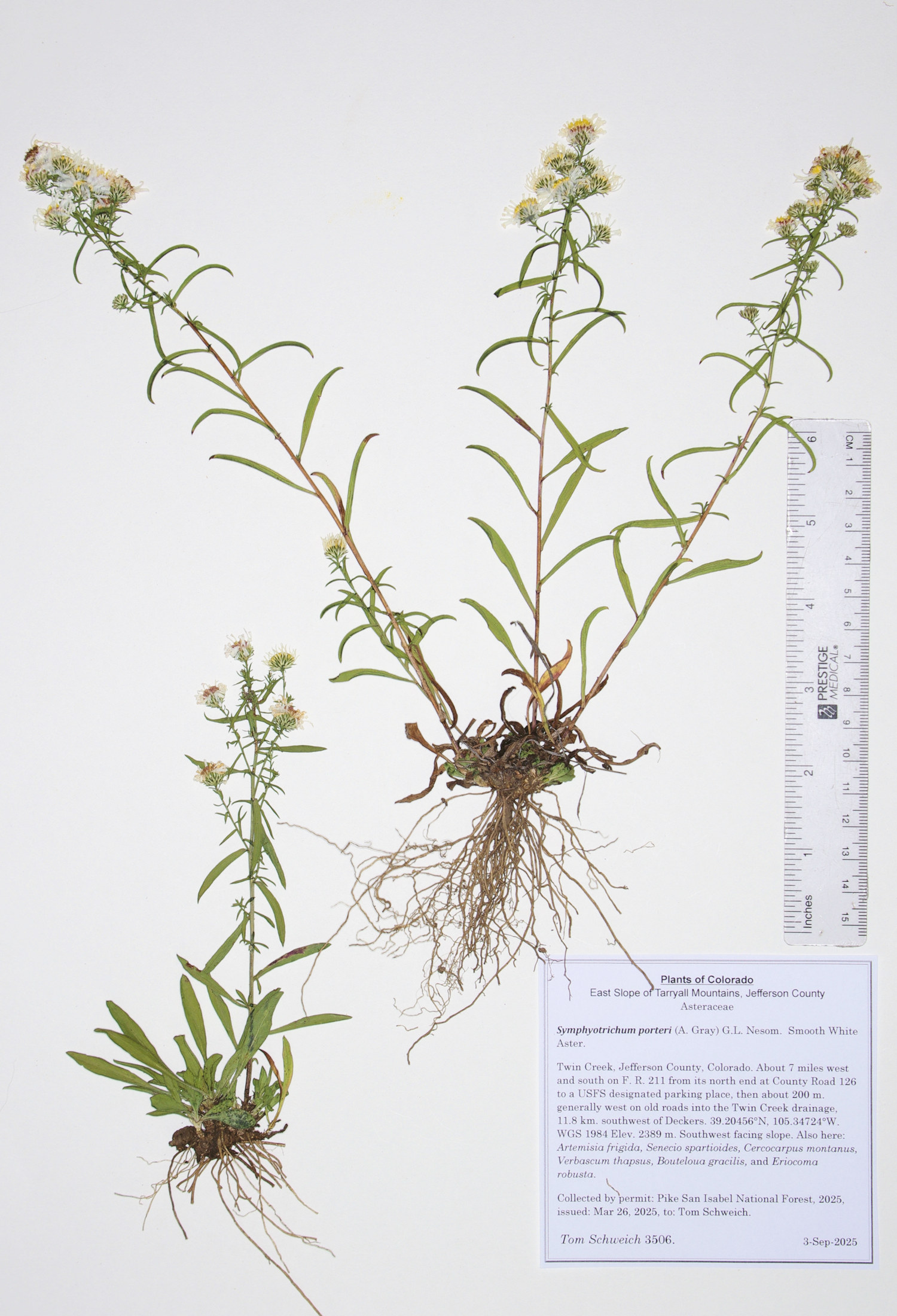 Asteraceae, Symphyotrichum porteri
