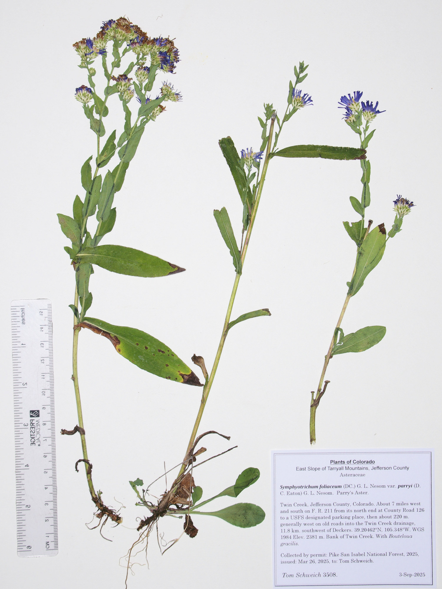 Asteraceae, Symphyotrichum foliaceum parryi