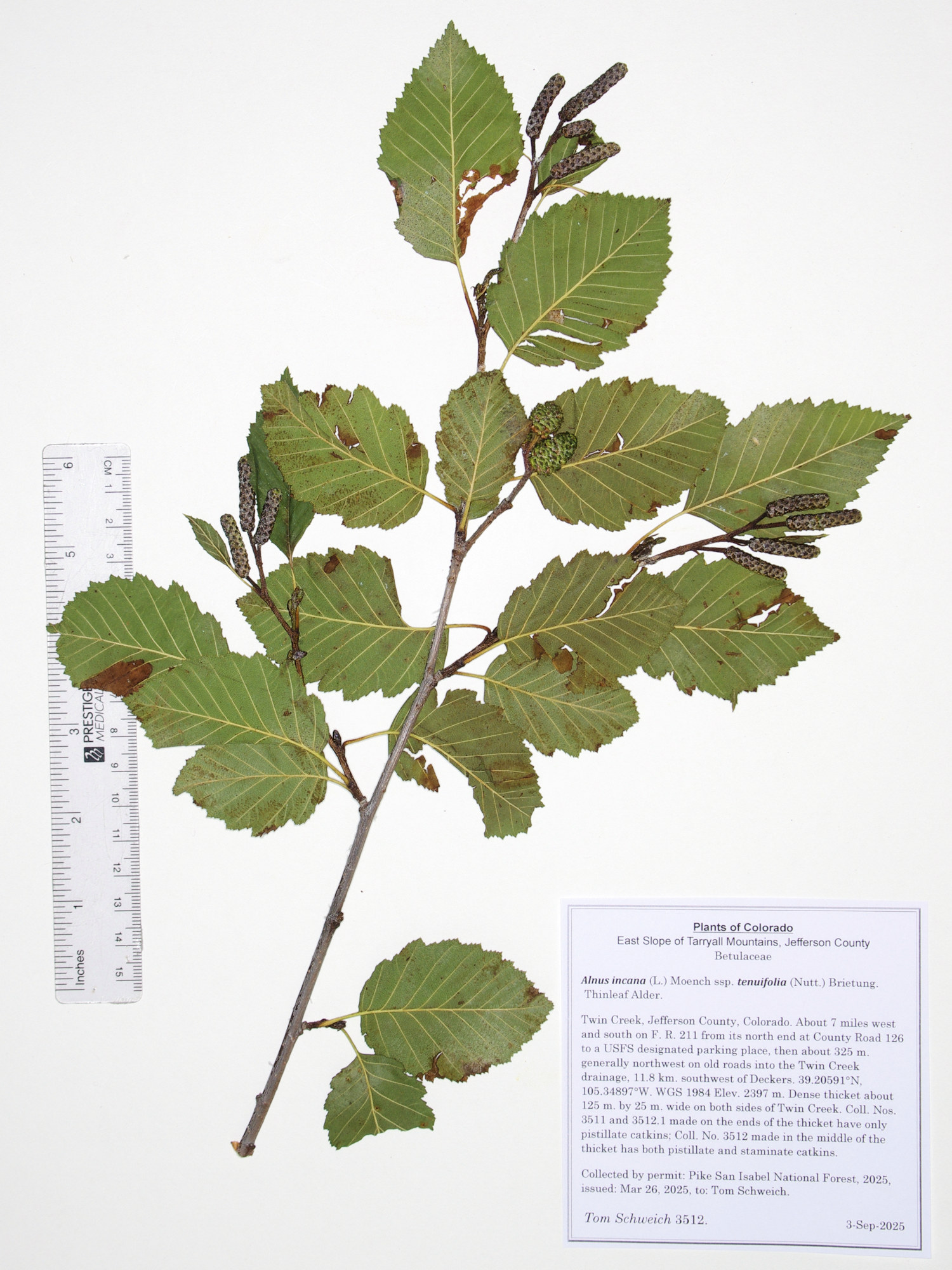 Betulaceae, Alnus incana tenuifolia