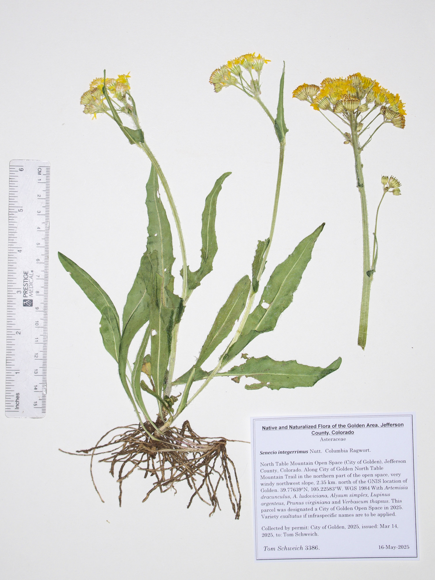 Asteraceae, Senecio integerrimus