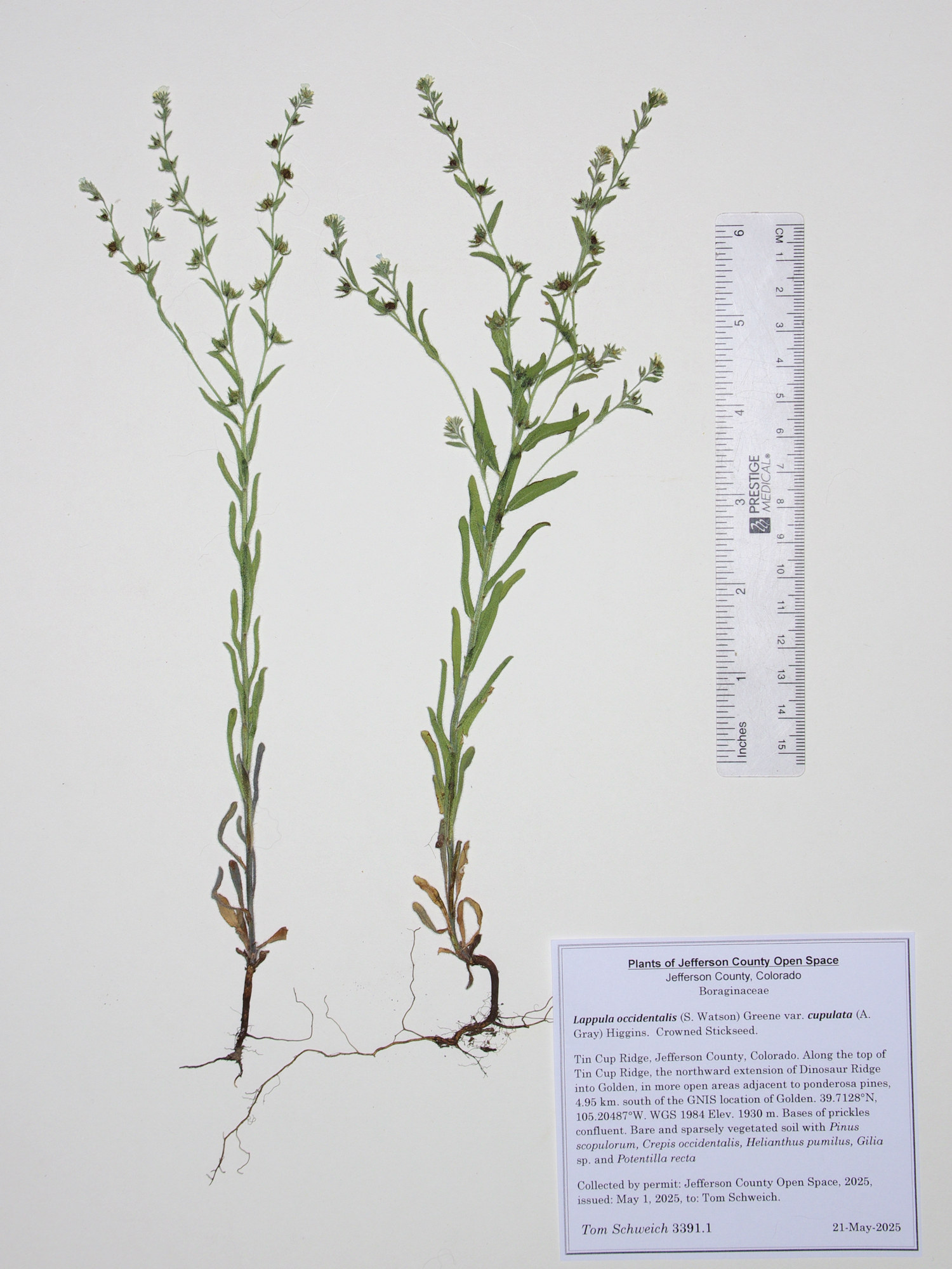 Boraginaceae, Lappula texana