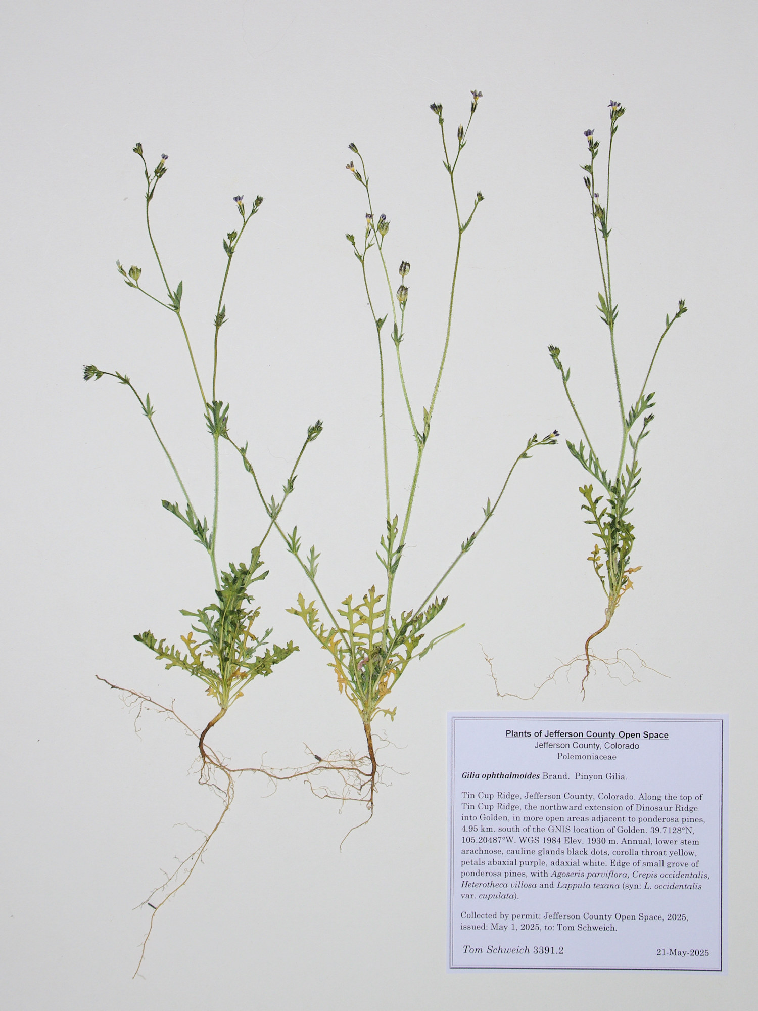 Polemoniaceae, Gilia ophthalmoides